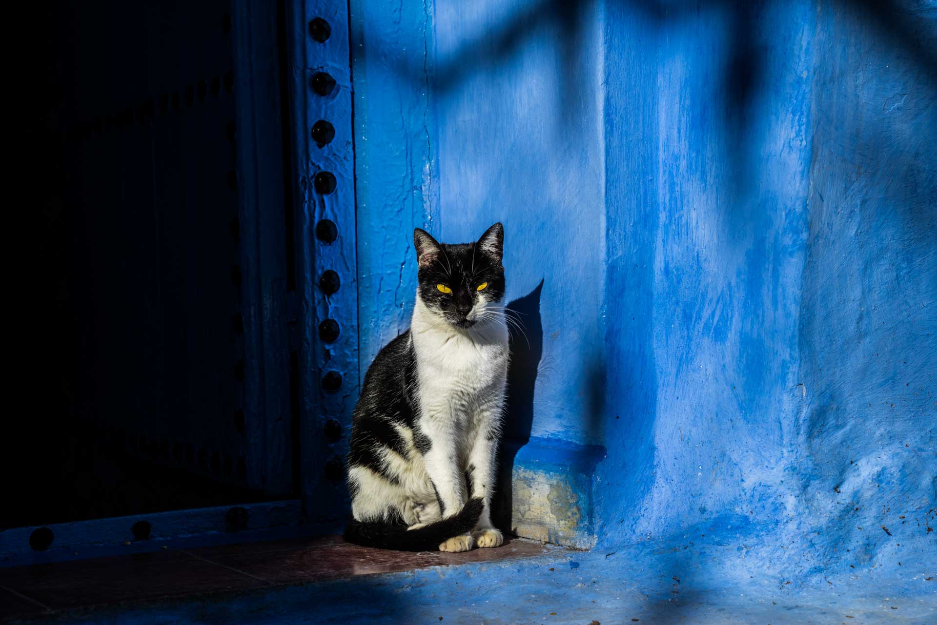 Morocco Chefchaouen blue cat, morocco, chefchaouen, , pescart, photo blog, travel blog, blog, photo travel blog, enrico pescantini, pescantini