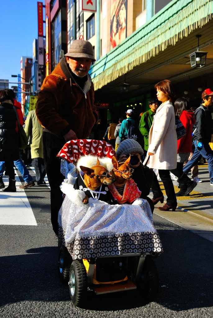 Tokyo, Japan - kimono dogs