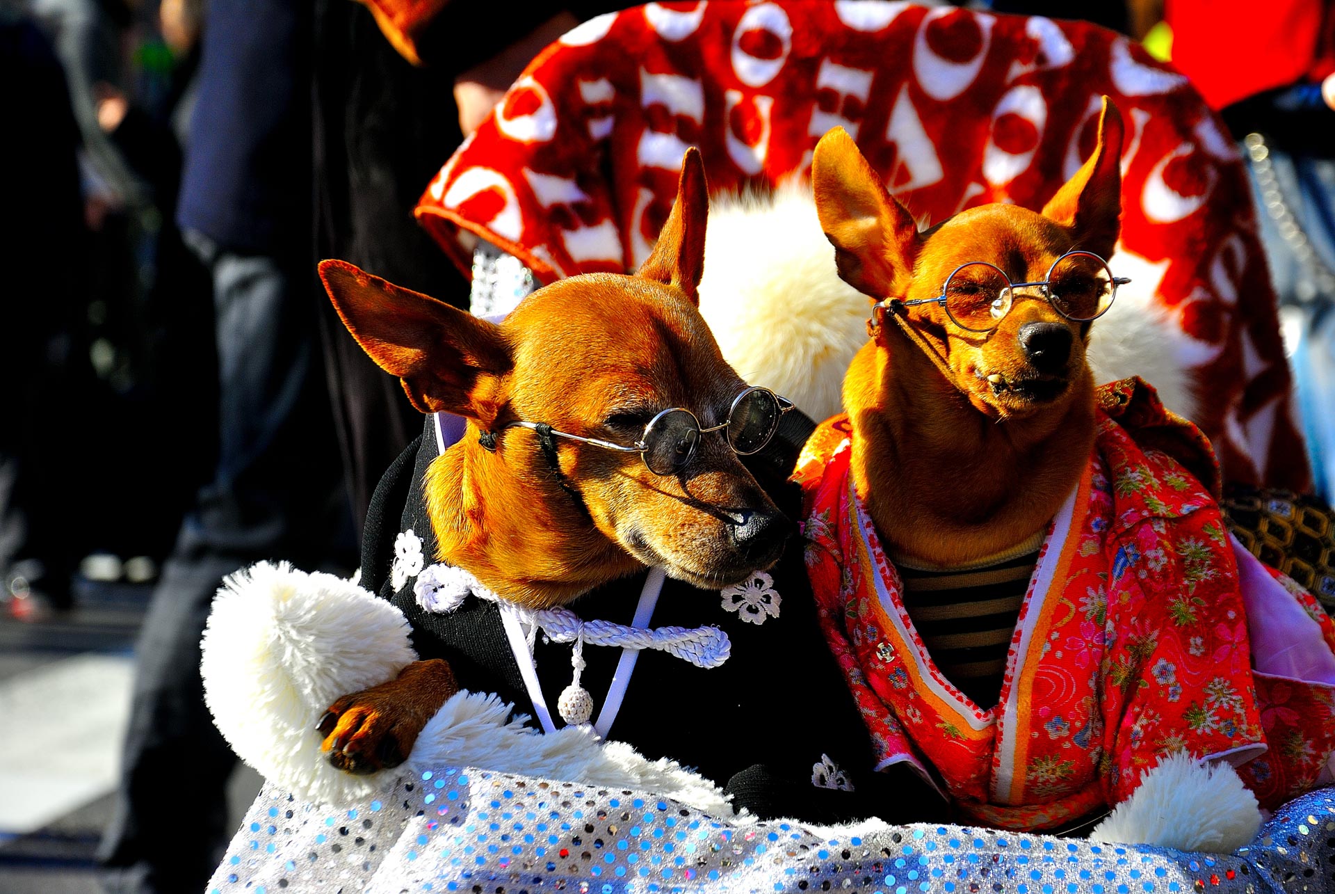 Tokyo, Japan - kimono dogs 2