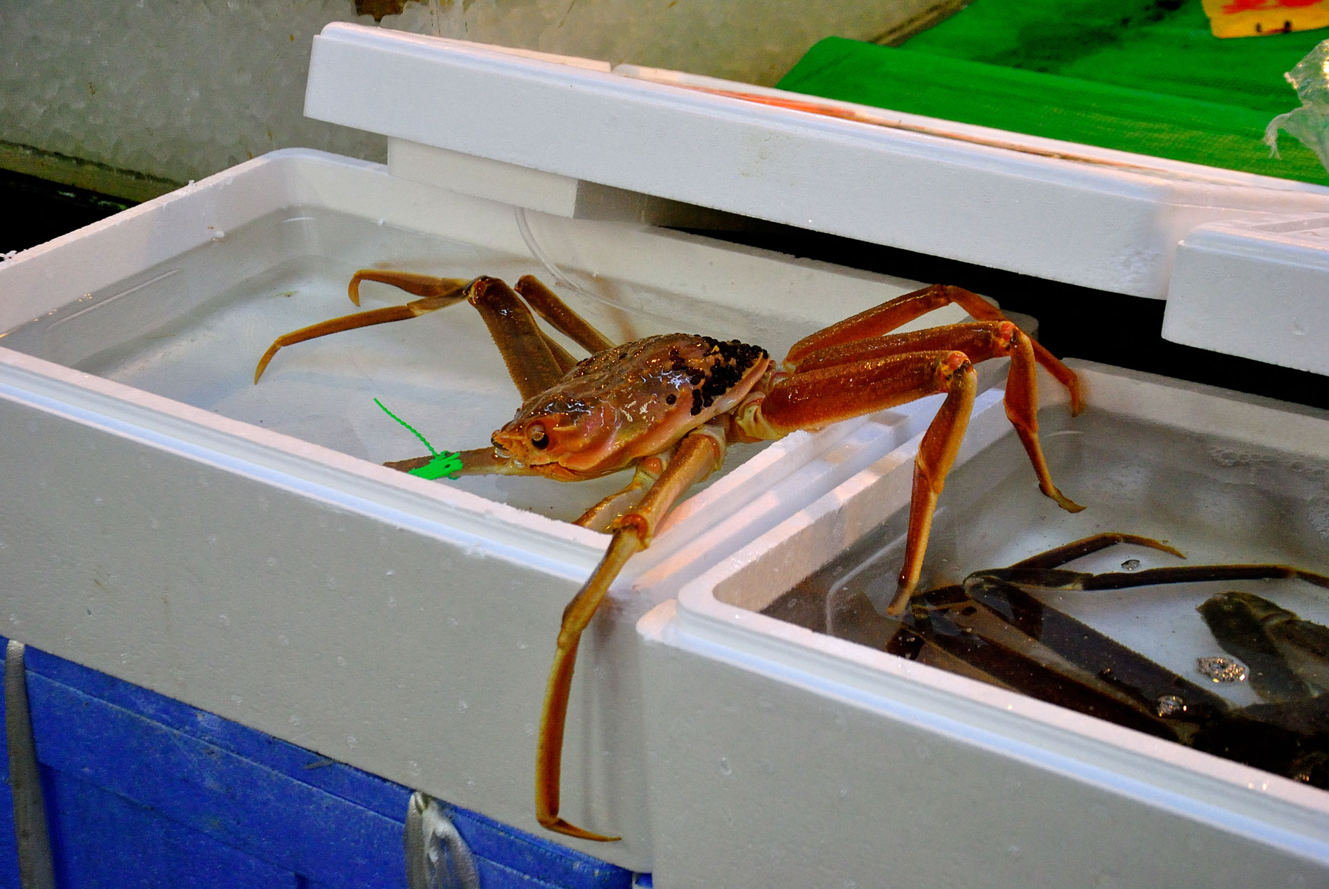 Tokyo, Japan - Fish Market