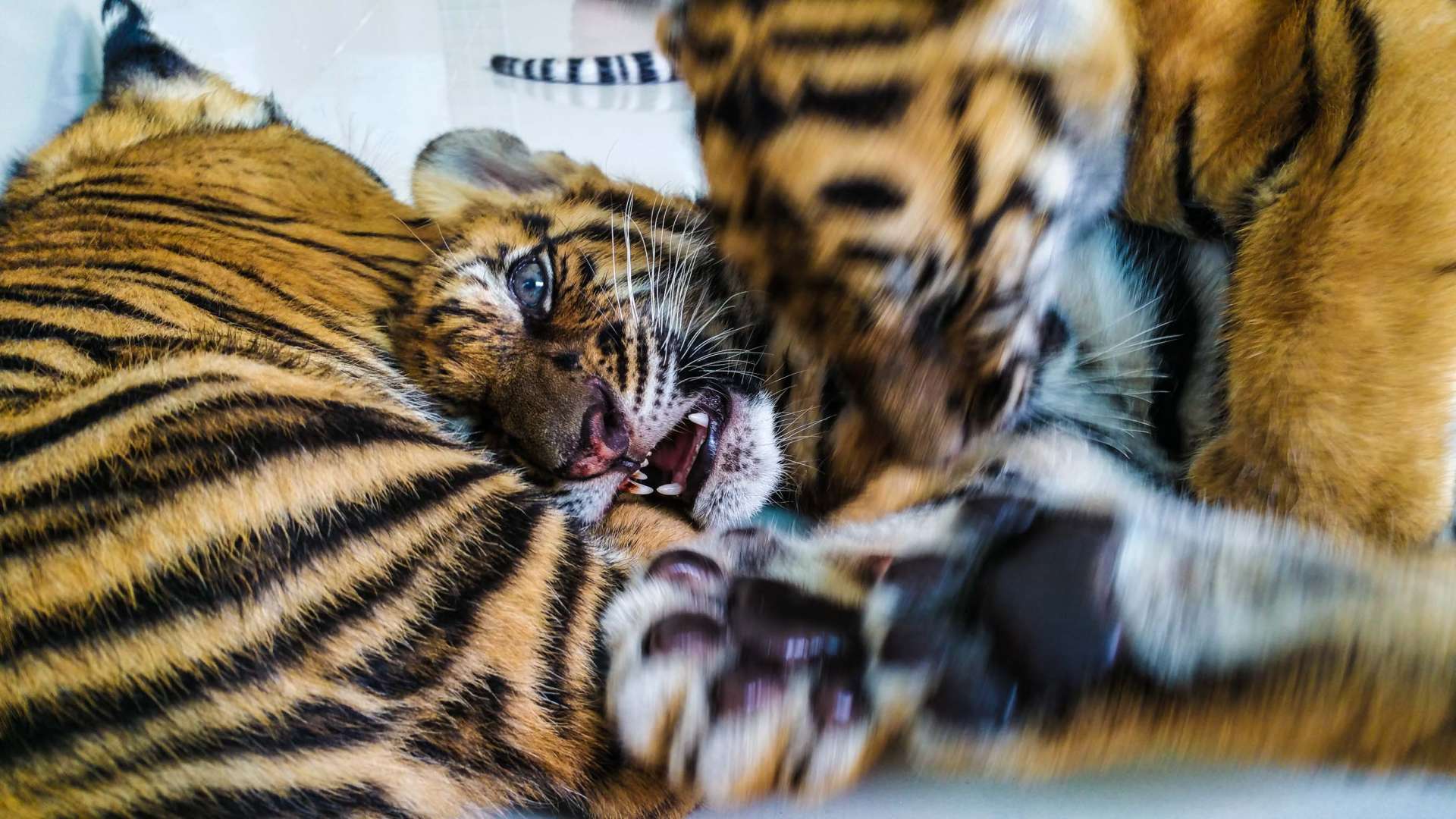 Damnoen Saduak Tiger Zoo Bangkok 11
