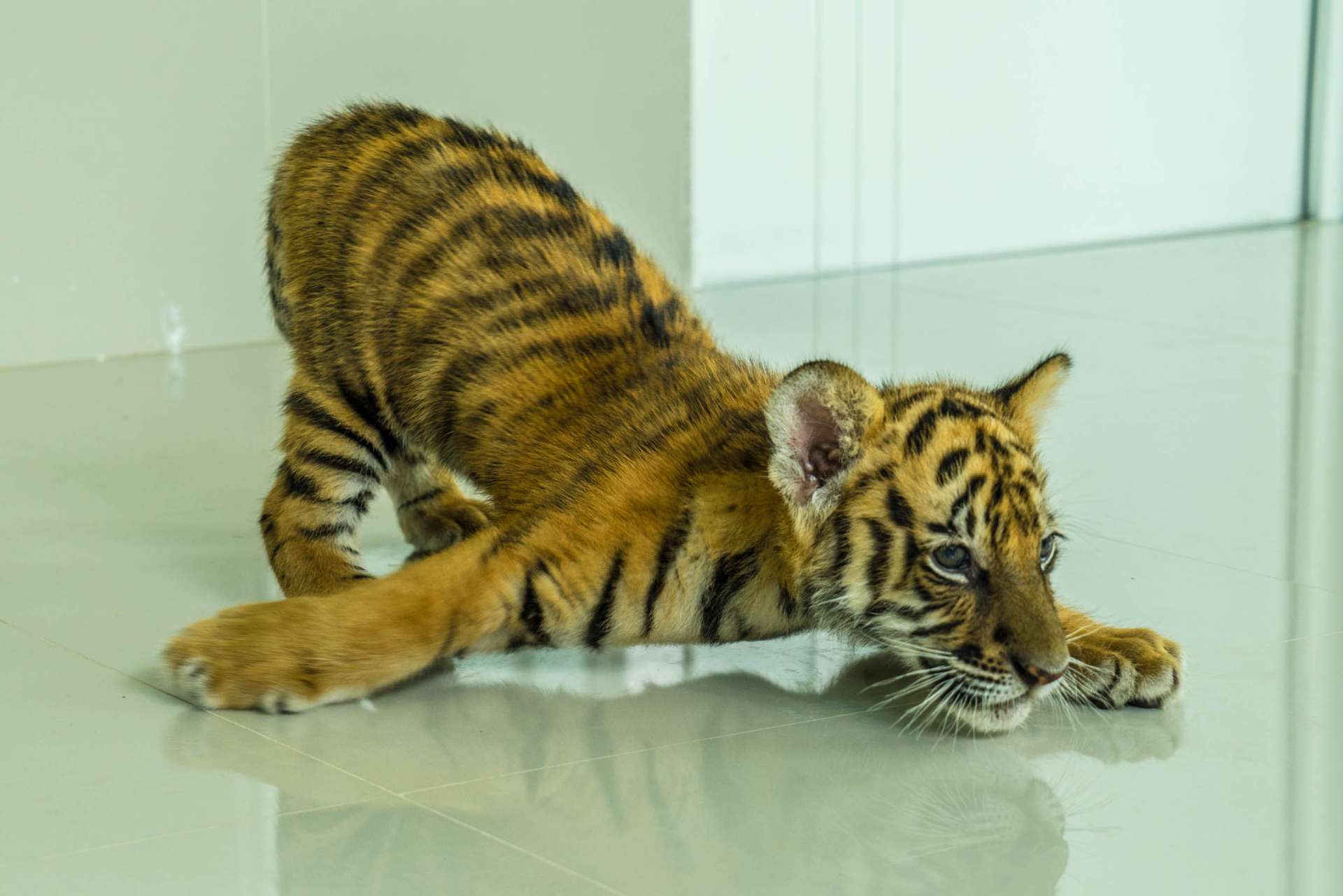 Damnoen Saduak Tiger Zoo Bangkok 14