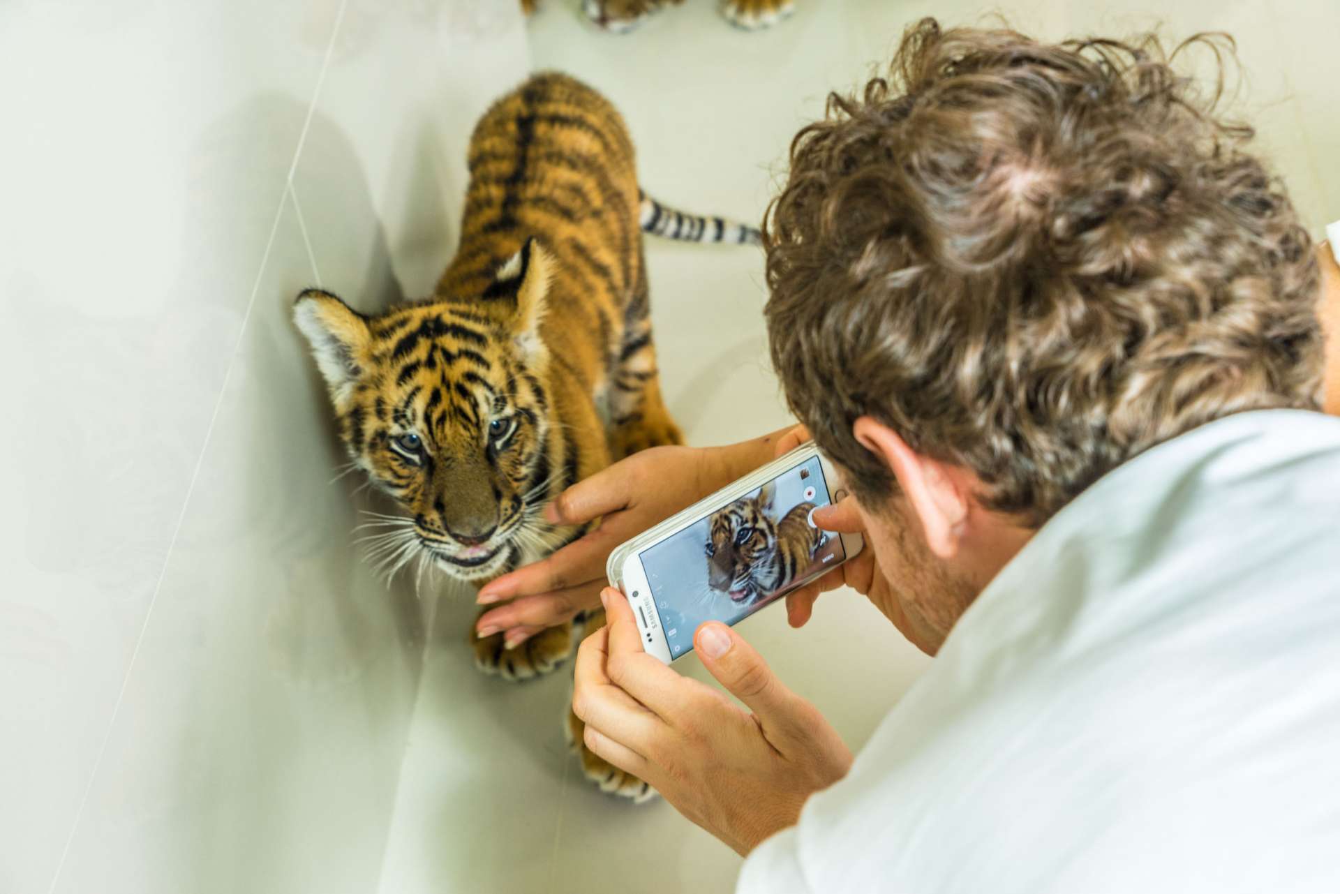 Damnoen Saduak Tiger Zoo Bangkok 2
