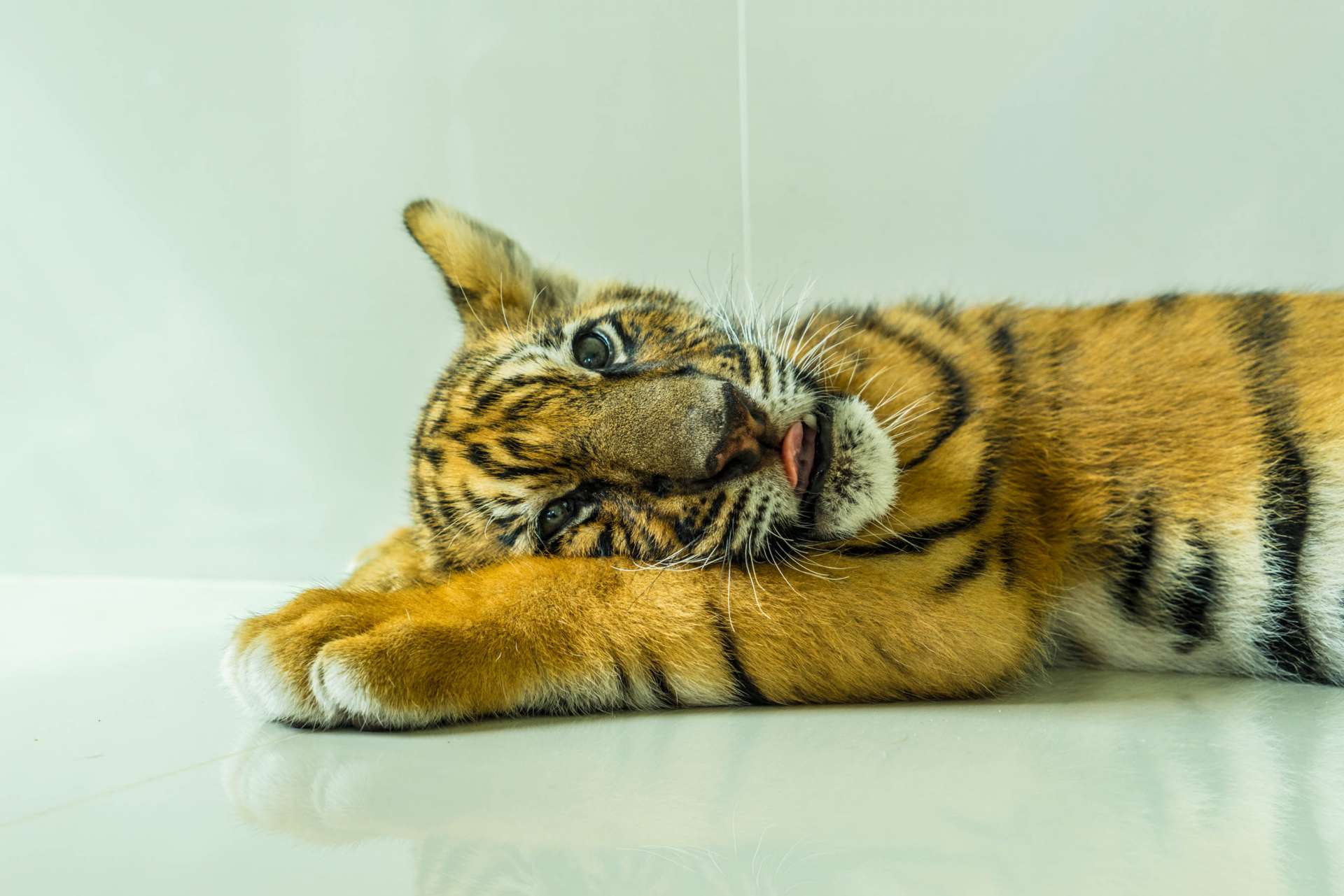 Damnoen Saduak Tiger Zoo Bangkok 3