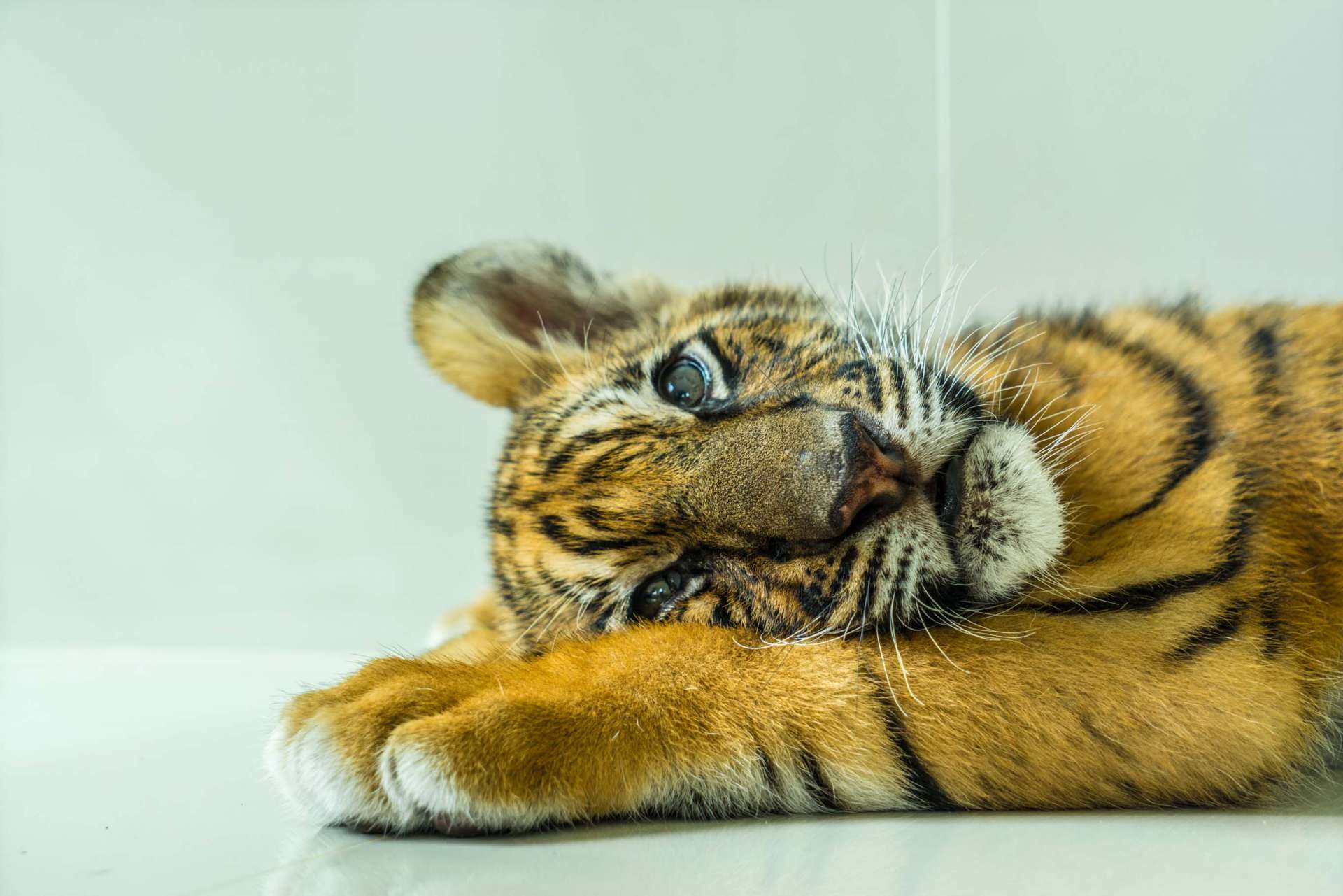 Damnoen Saduak Tiger Zoo Bangkok 4