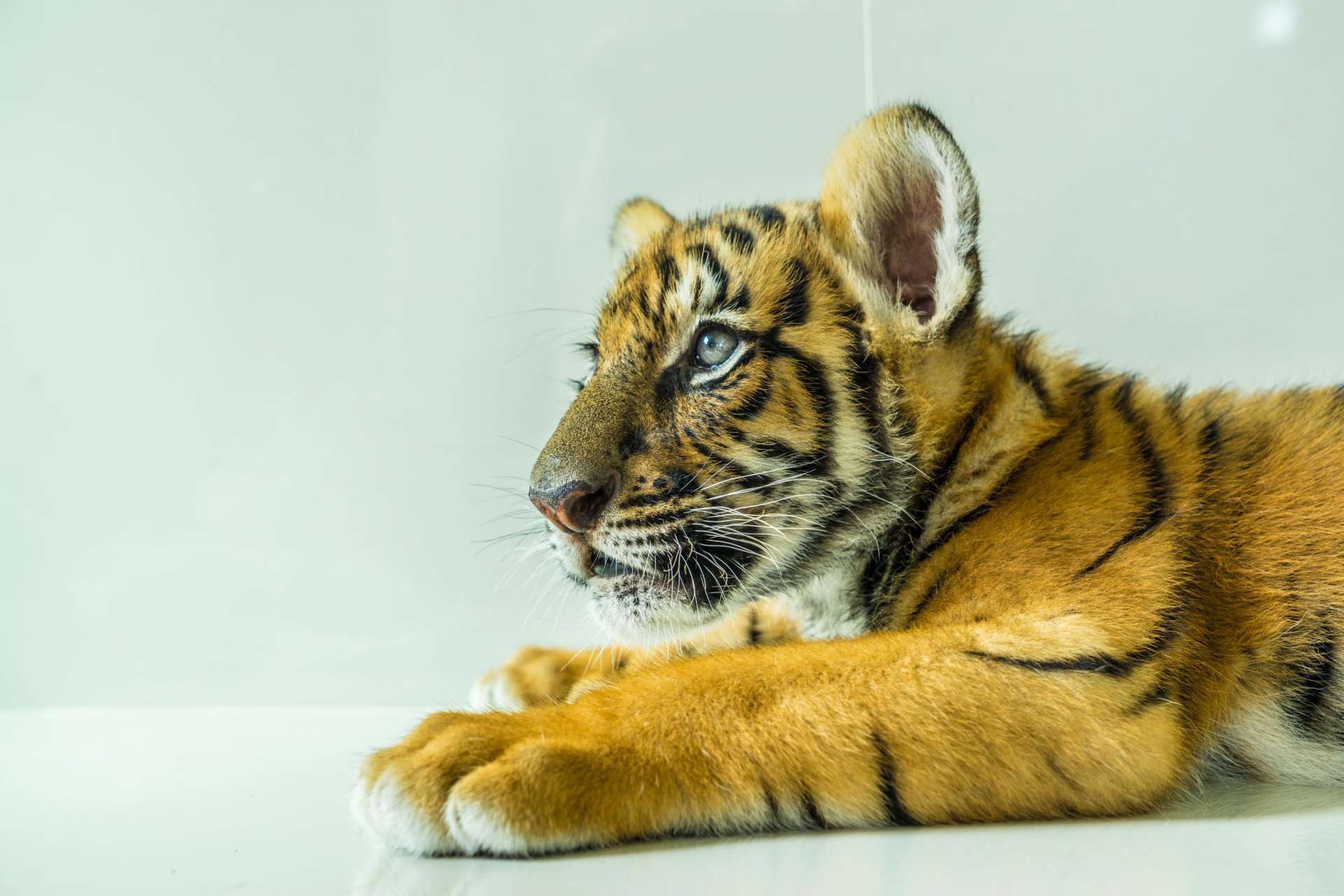 Damnoen Saduak Tiger Zoo Bangkok 5