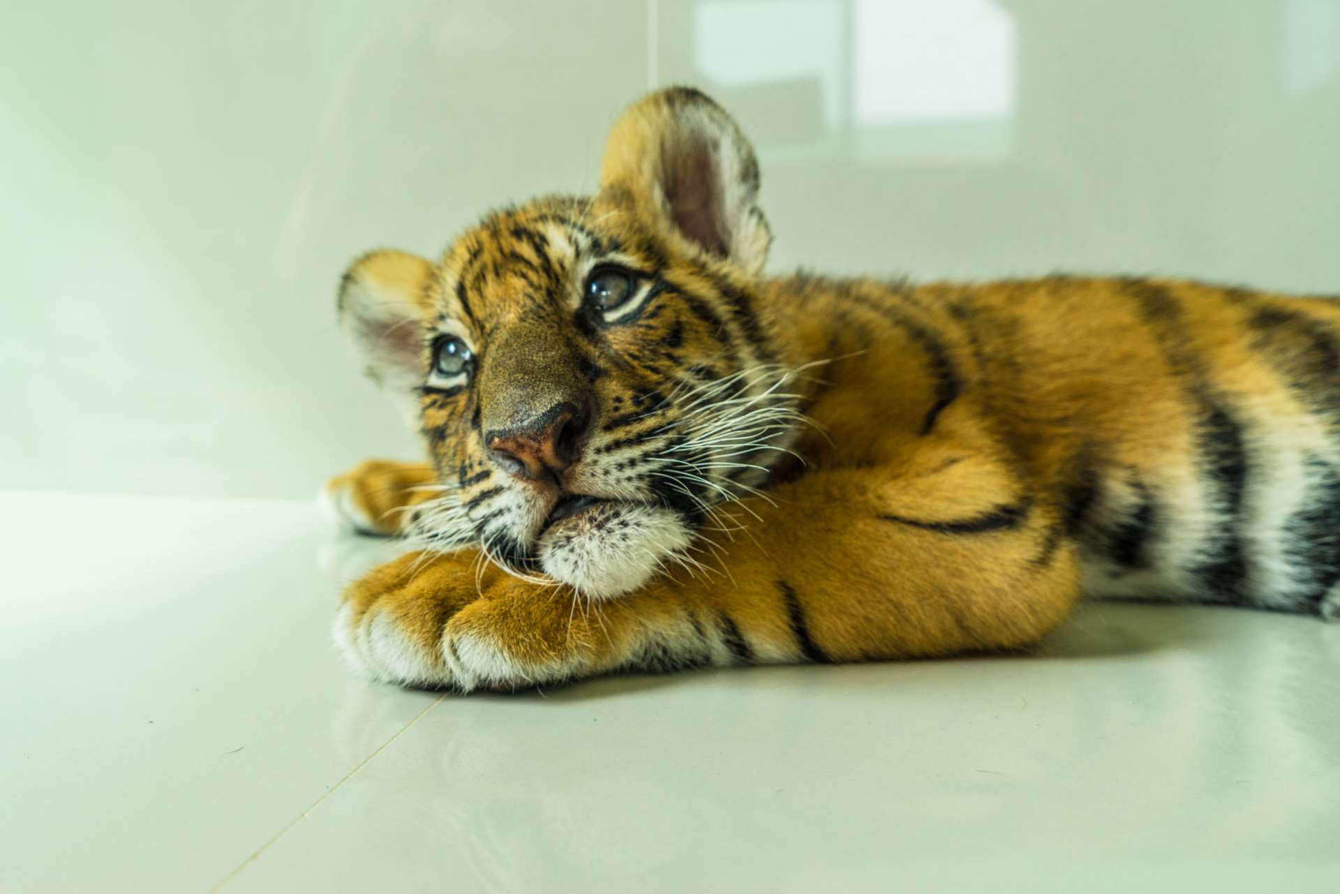 Damnoen Saduak Tiger Zoo Bangkok 6