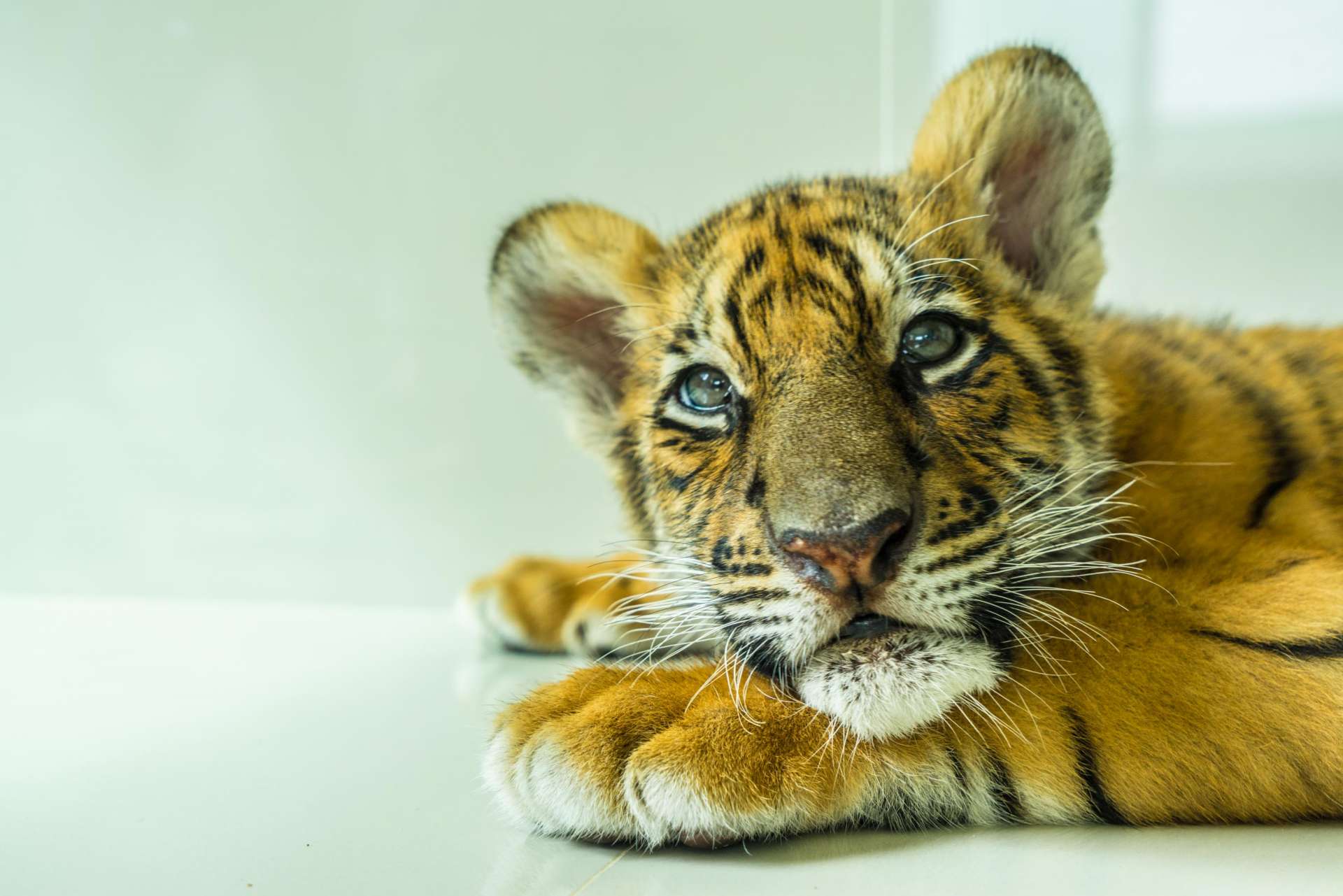 Damnoen Saduak Tiger Zoo Bangkok 7