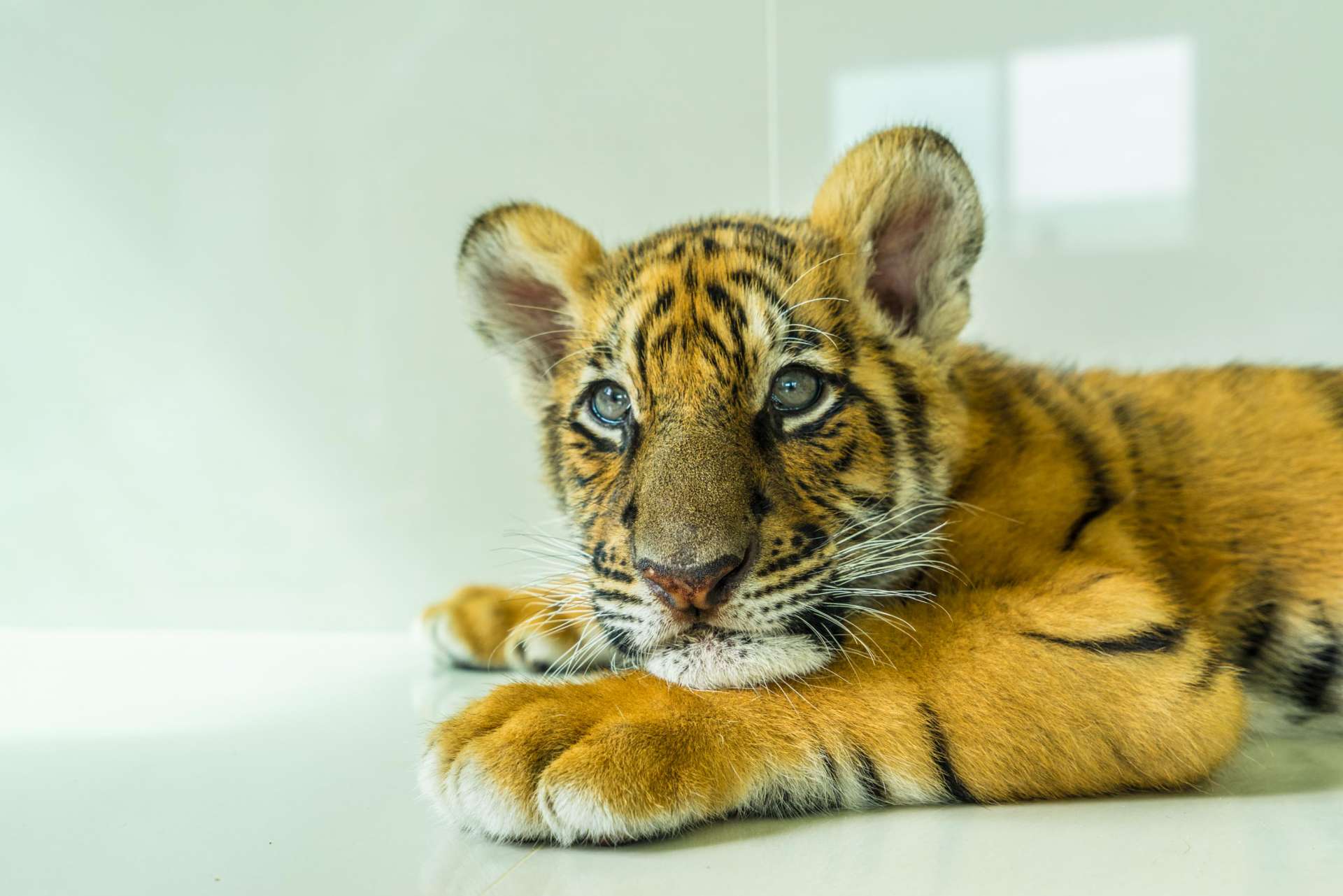Damnoen Saduak Tiger Zoo Bangkok 8