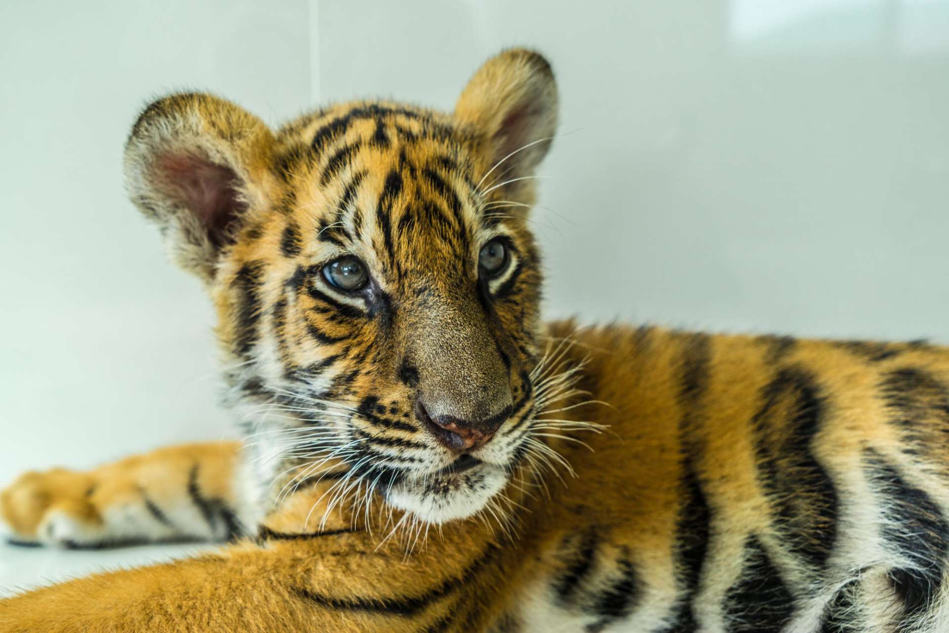 Damnoen Saduak Tiger Zoo Bangkok 9