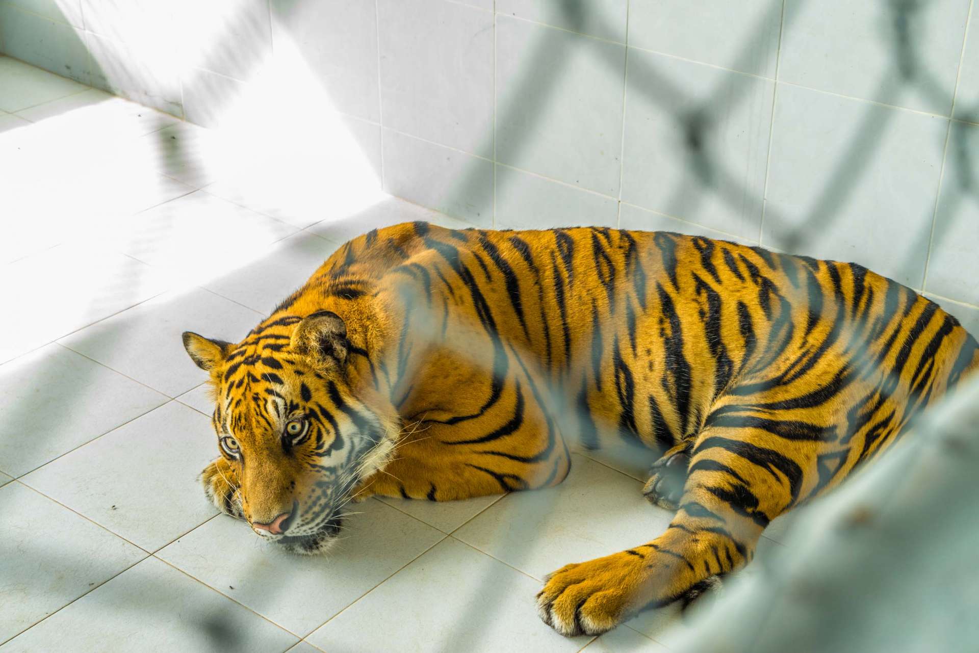 Damnoen Saduak Tiger Zoo Bangkok 10