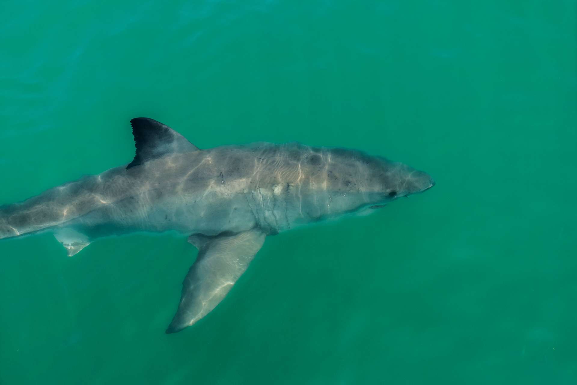 Cape Town White Shark Diving Pescart Enrico Pescantini 2