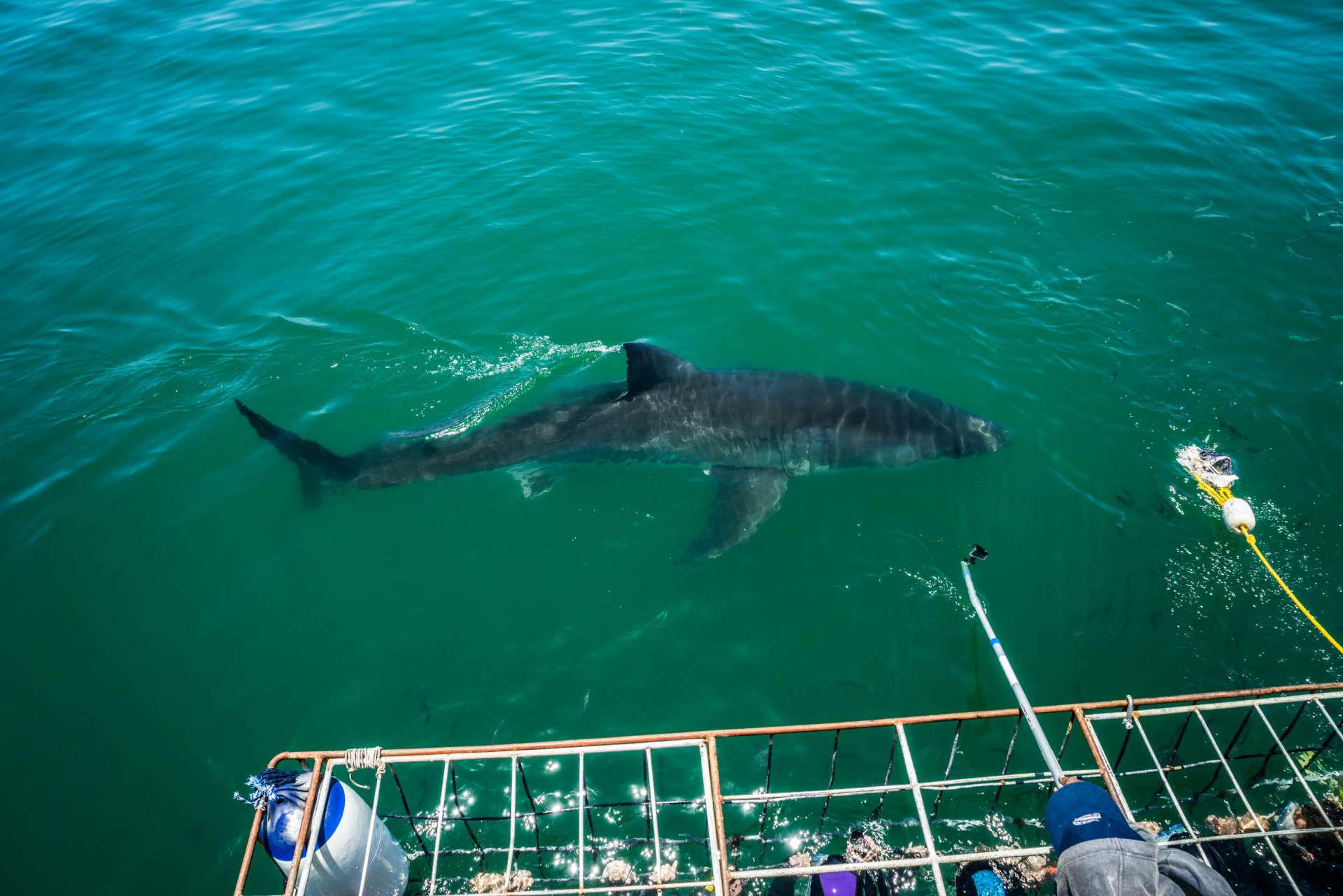 Cape Town White Shark Diving Pescart Enrico Pescantini 3