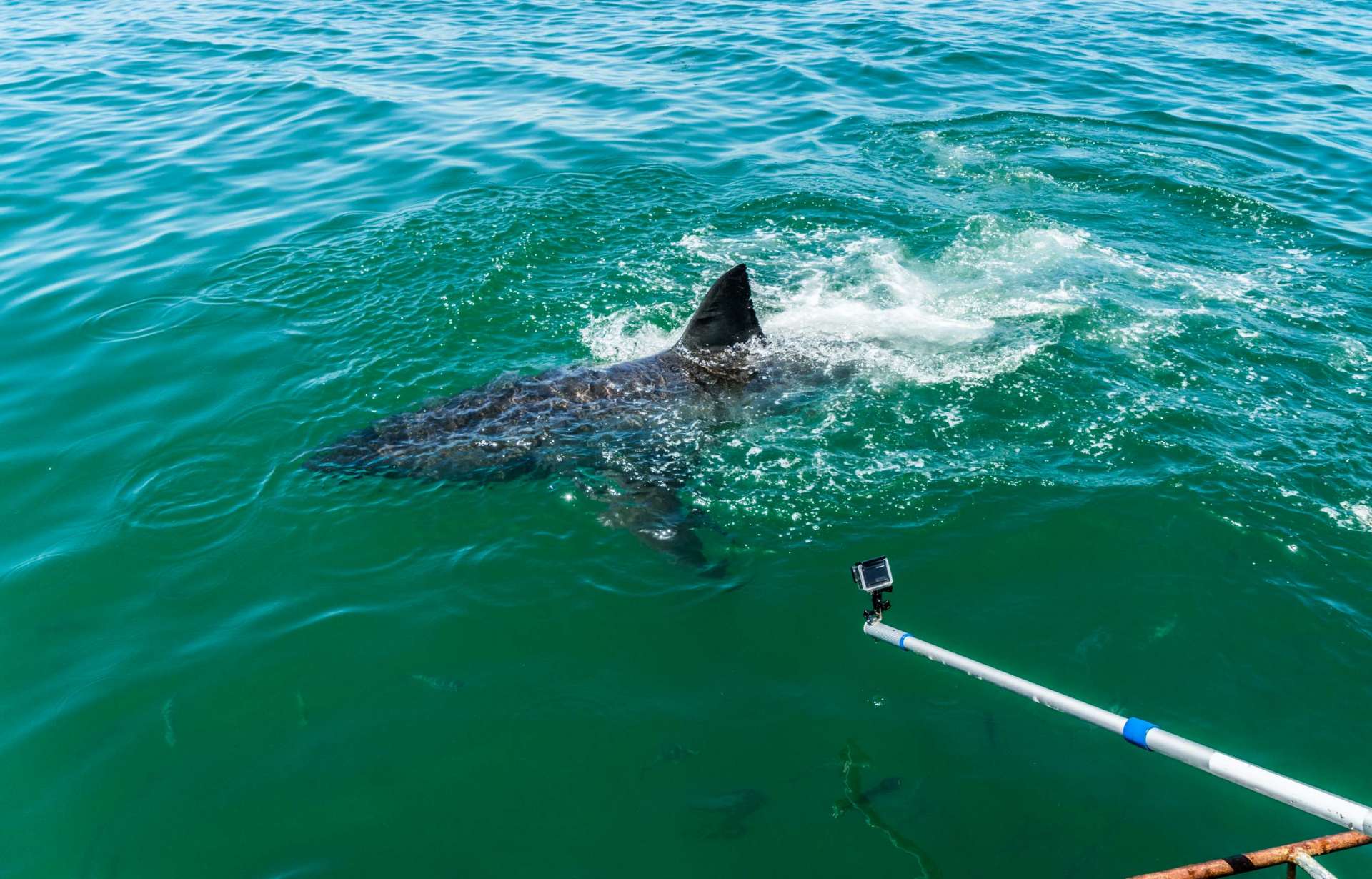 Cape Town White Shark Diving Pescart Enrico Pescantini 4