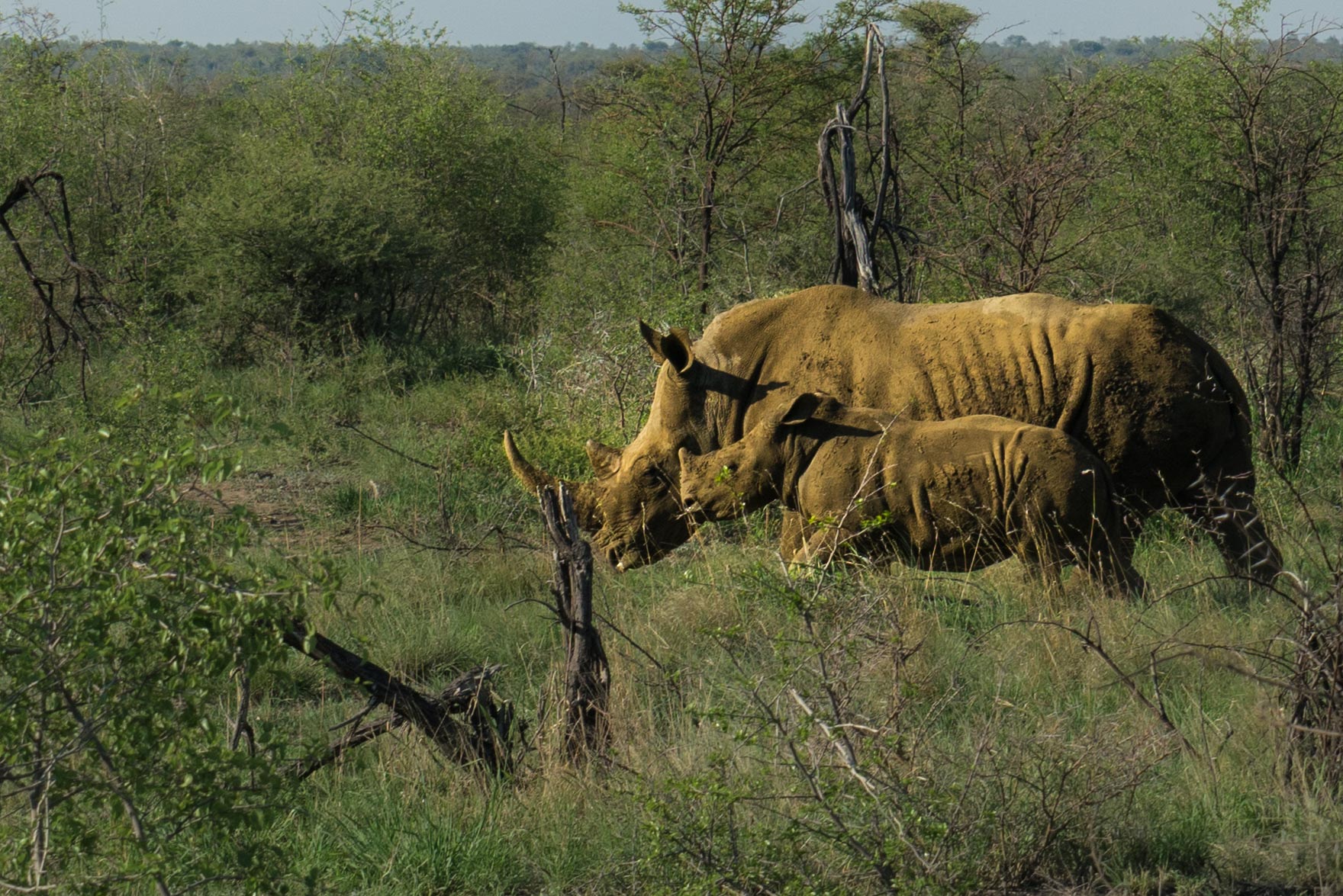 south africa madikwe safari pescart rhino mother and cub
