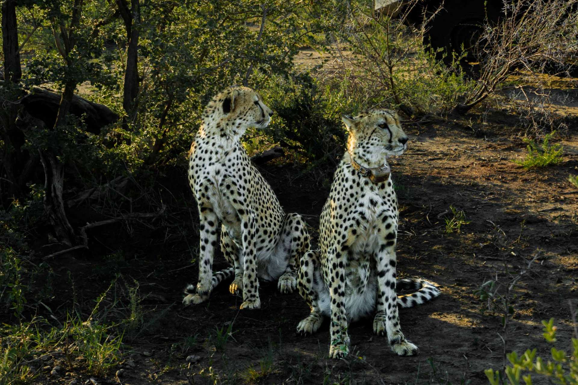 south africa madikwe safari pescart cheetah 6