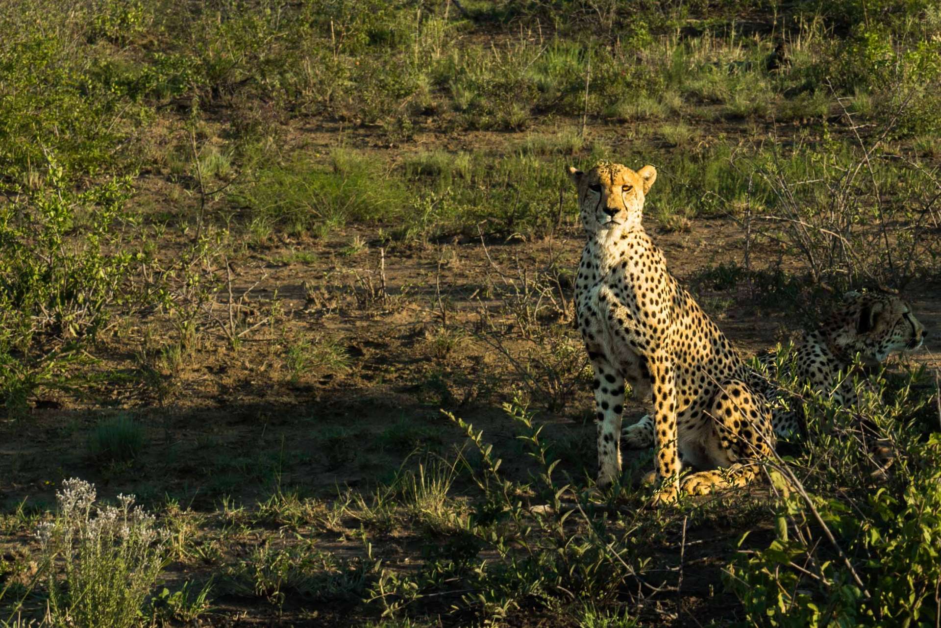 south africa madikwe safari pescart cheetah