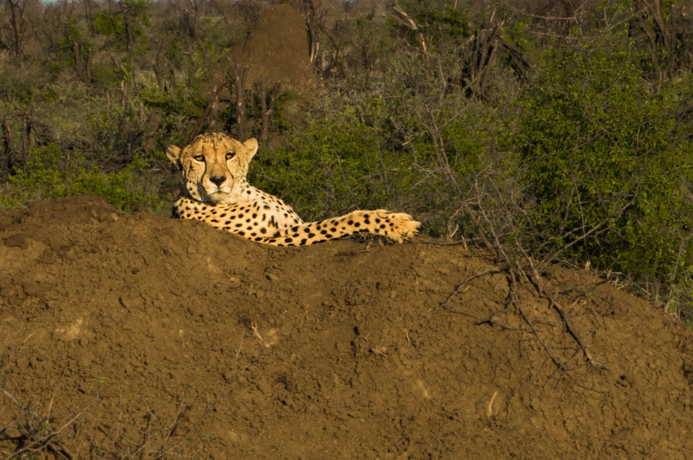 south africa madikwe safari pescart cheetah 5