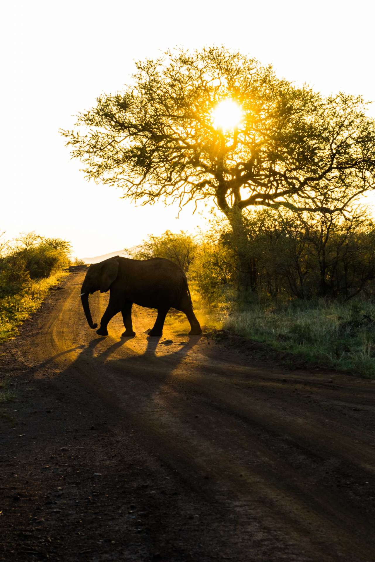 south africa madikwe safari pescart mosetlha bush camp elephant 2