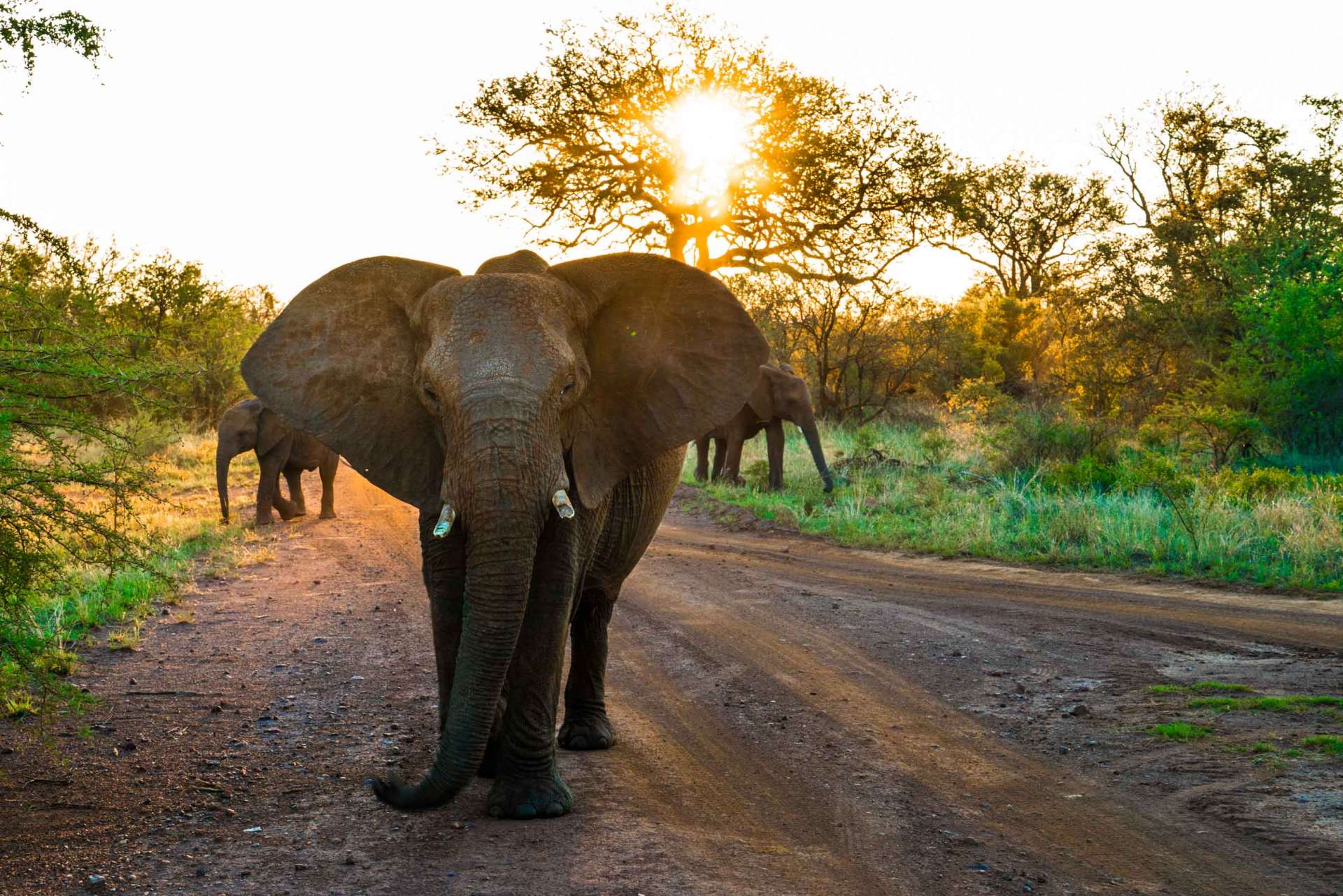 south africa madikwe safari pescart mosetlha bush camp elephant