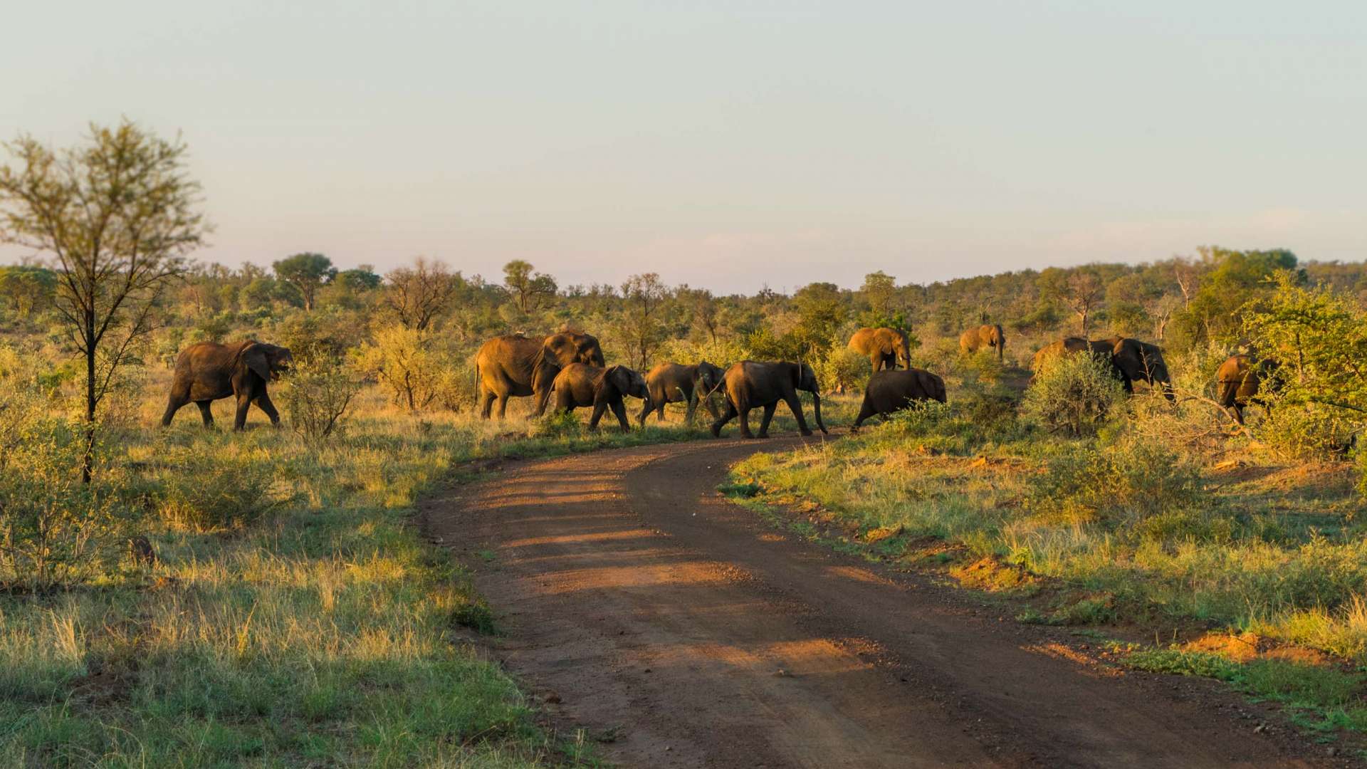 south africa madikwe safari pescart mosetlha bush camp elephant pack