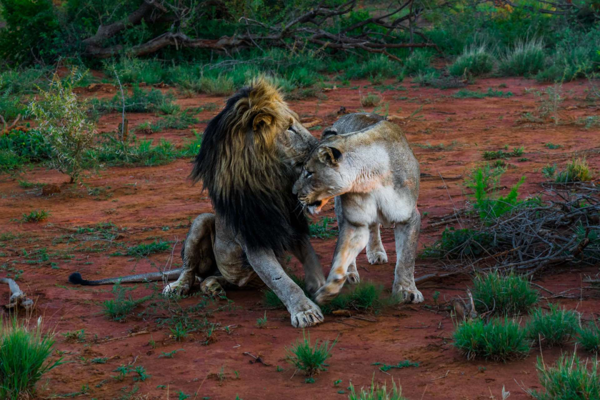 south africa madikwe safari pescart lion couple