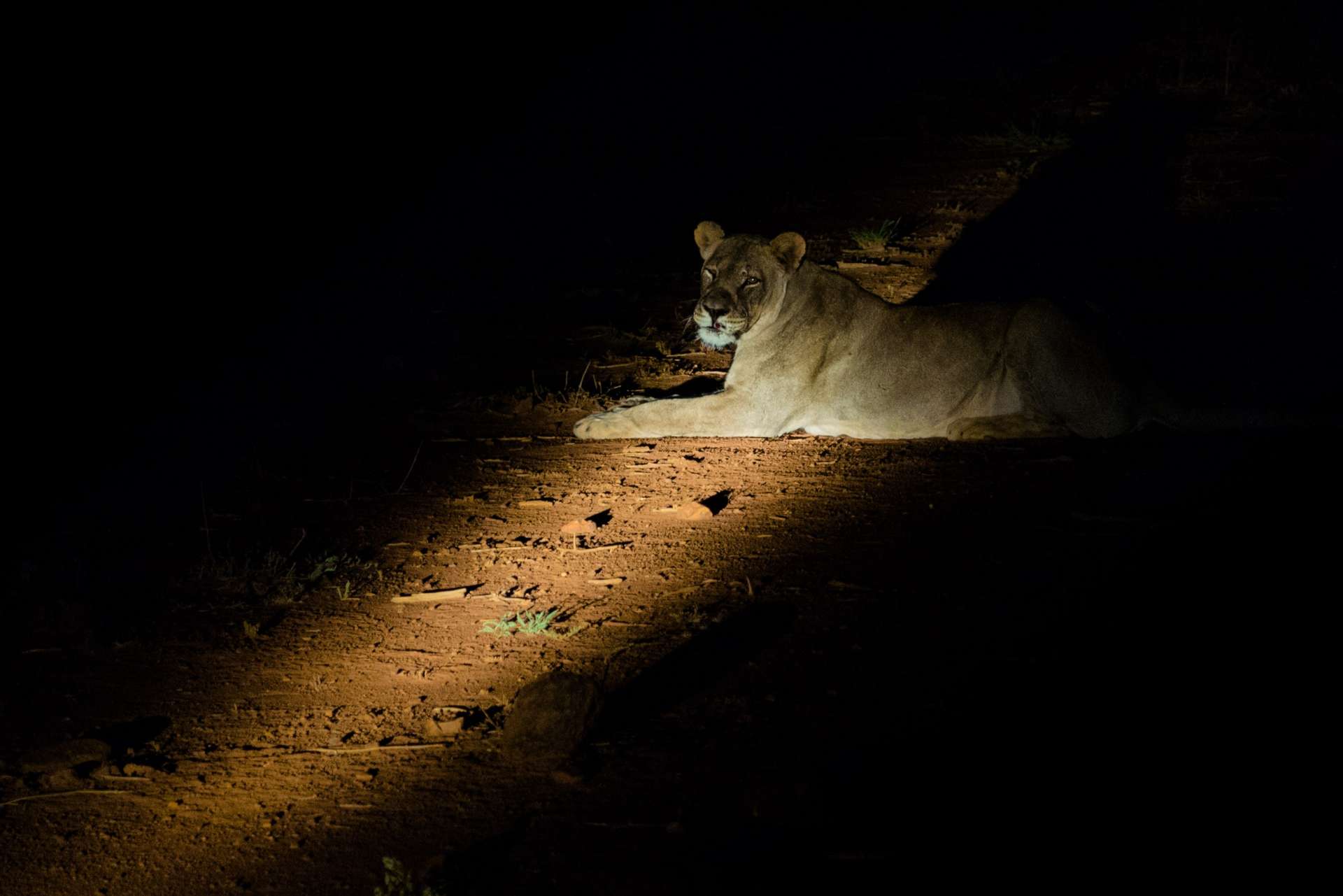 south africa madikwe safari pescart lioness by night