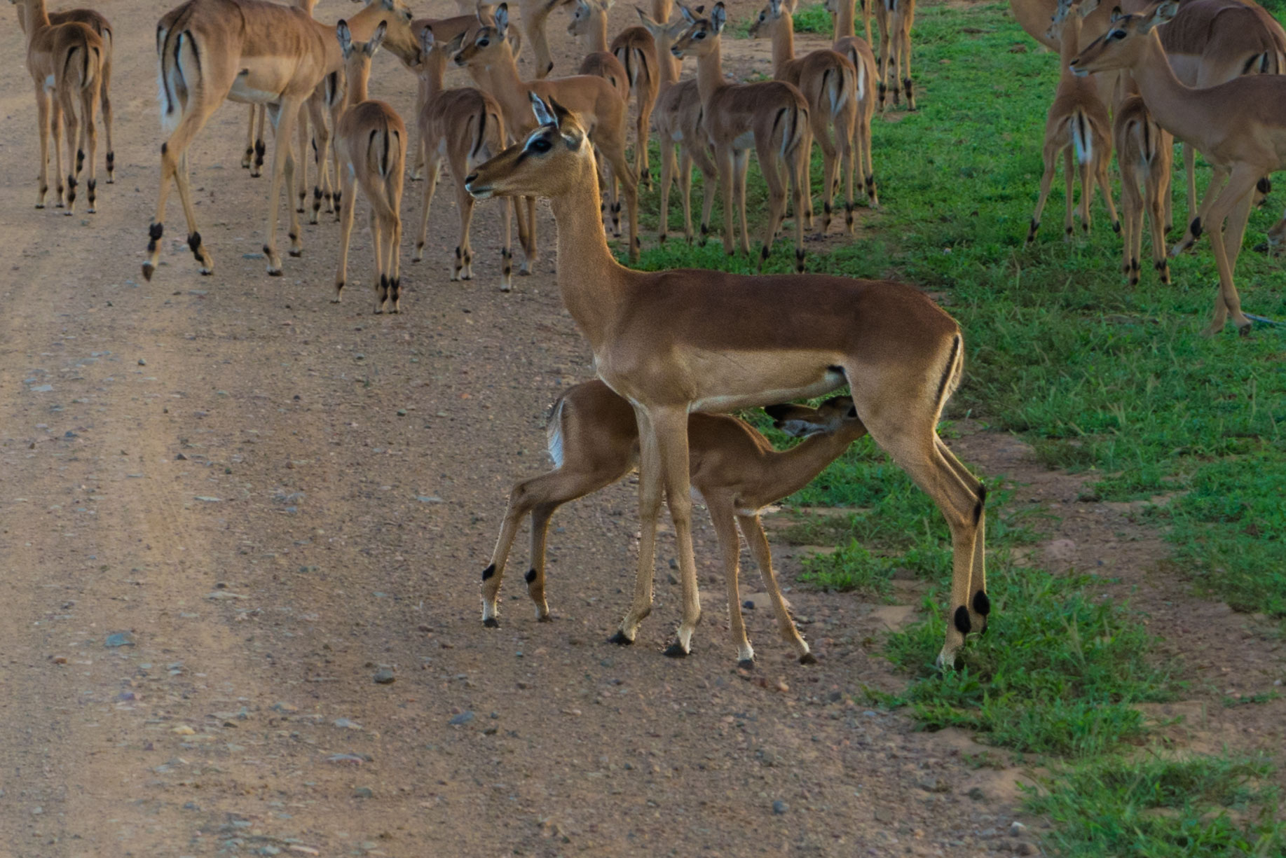 south africa madikwe safari pescart impala
