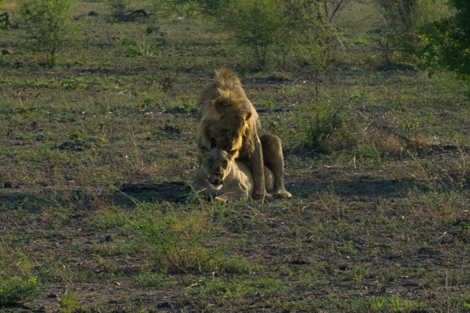 south africa madikwe safari pescart lion mating