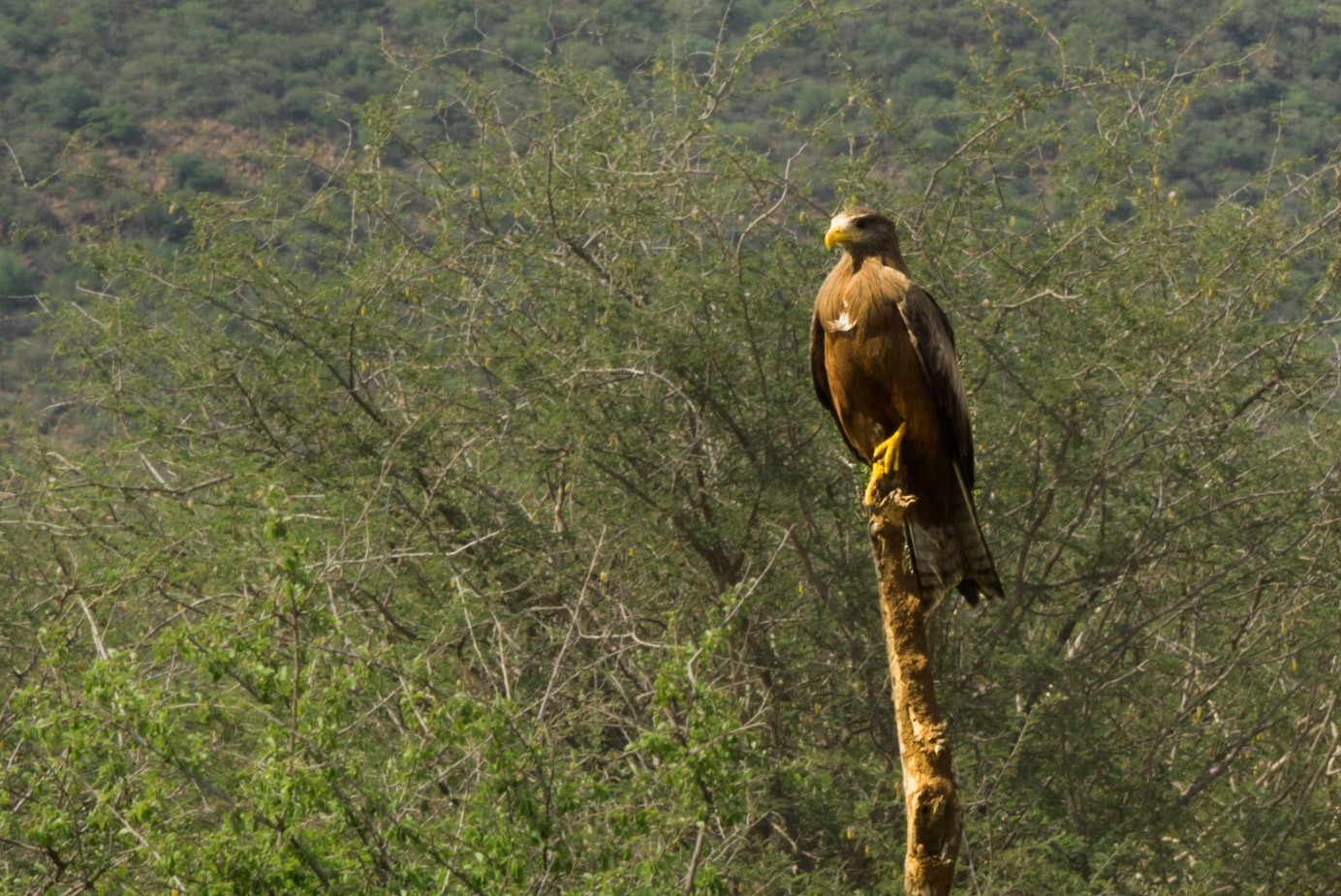 south africa madikwe safari pescart eagle