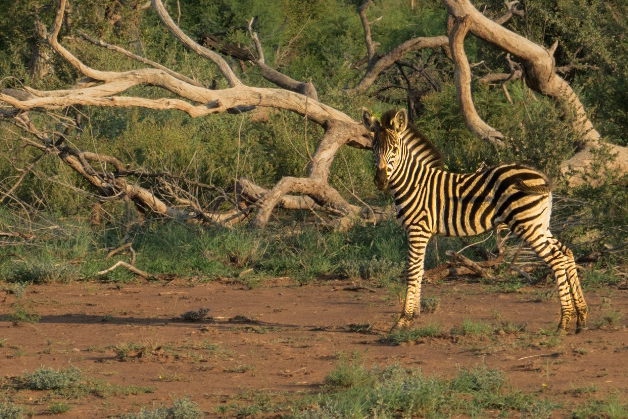 south africa madikwe safari pescart zebra
