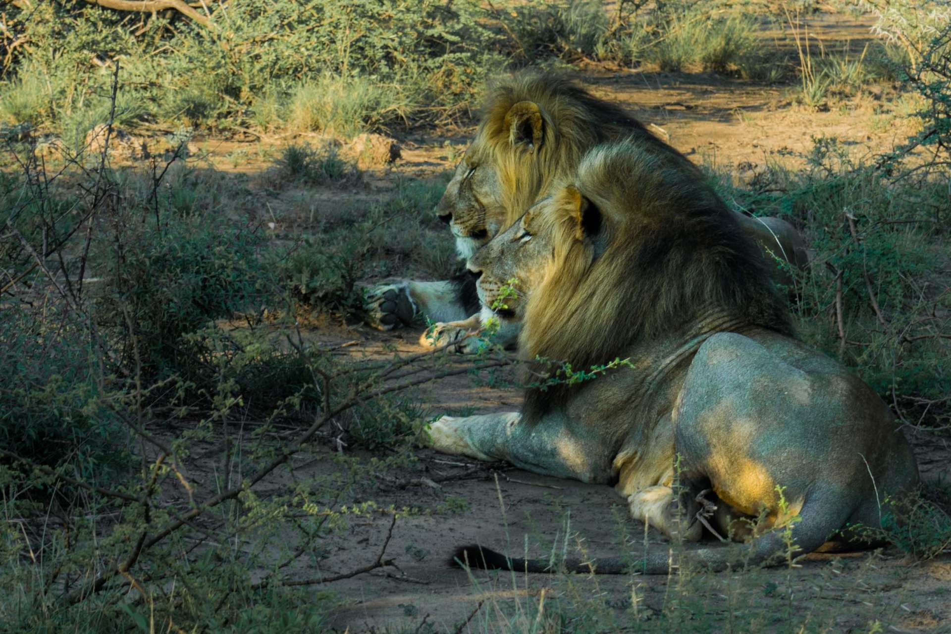 south africa madikwe safari pescart lion brothers