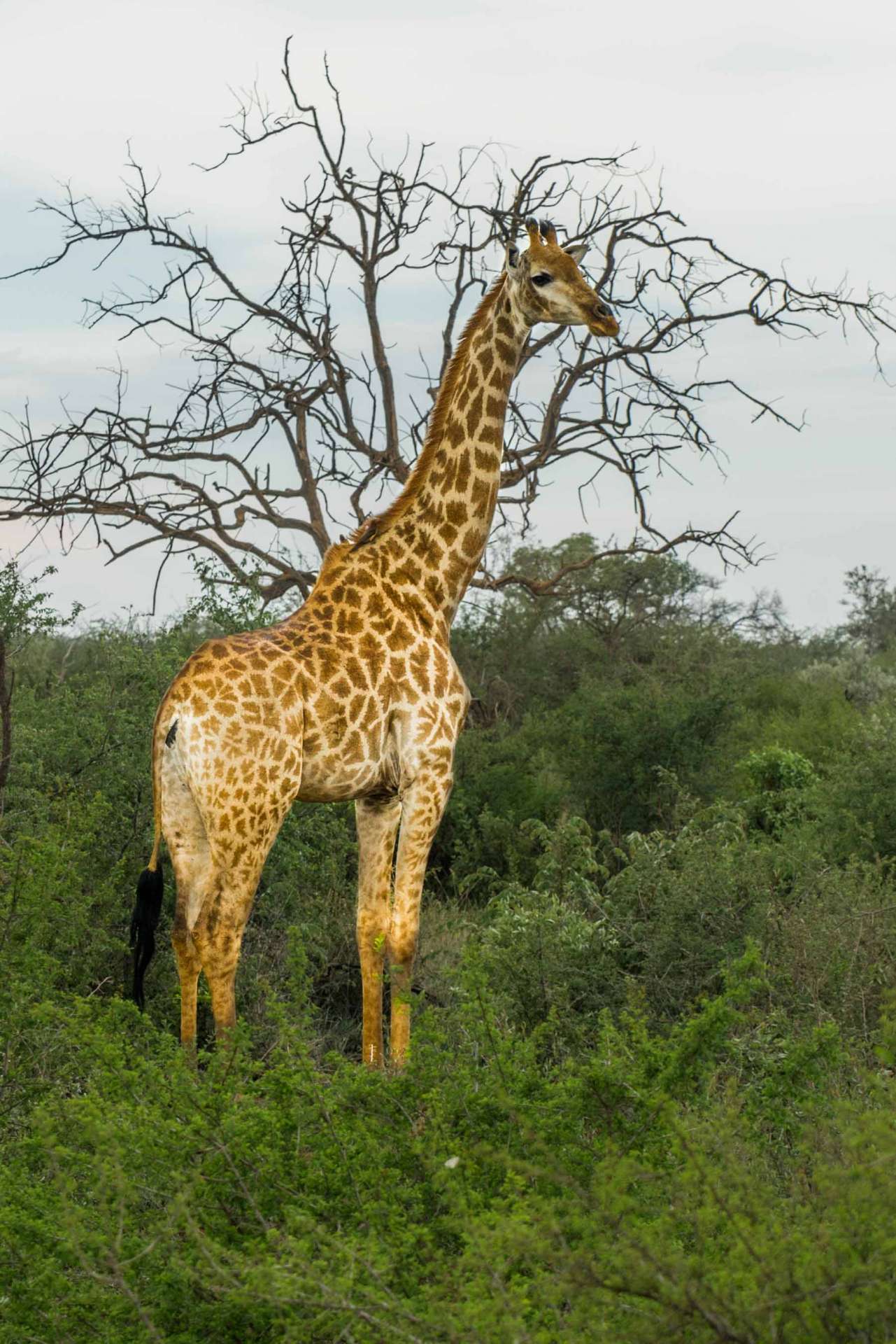 south africa madikwe safari pescart giraffe 4