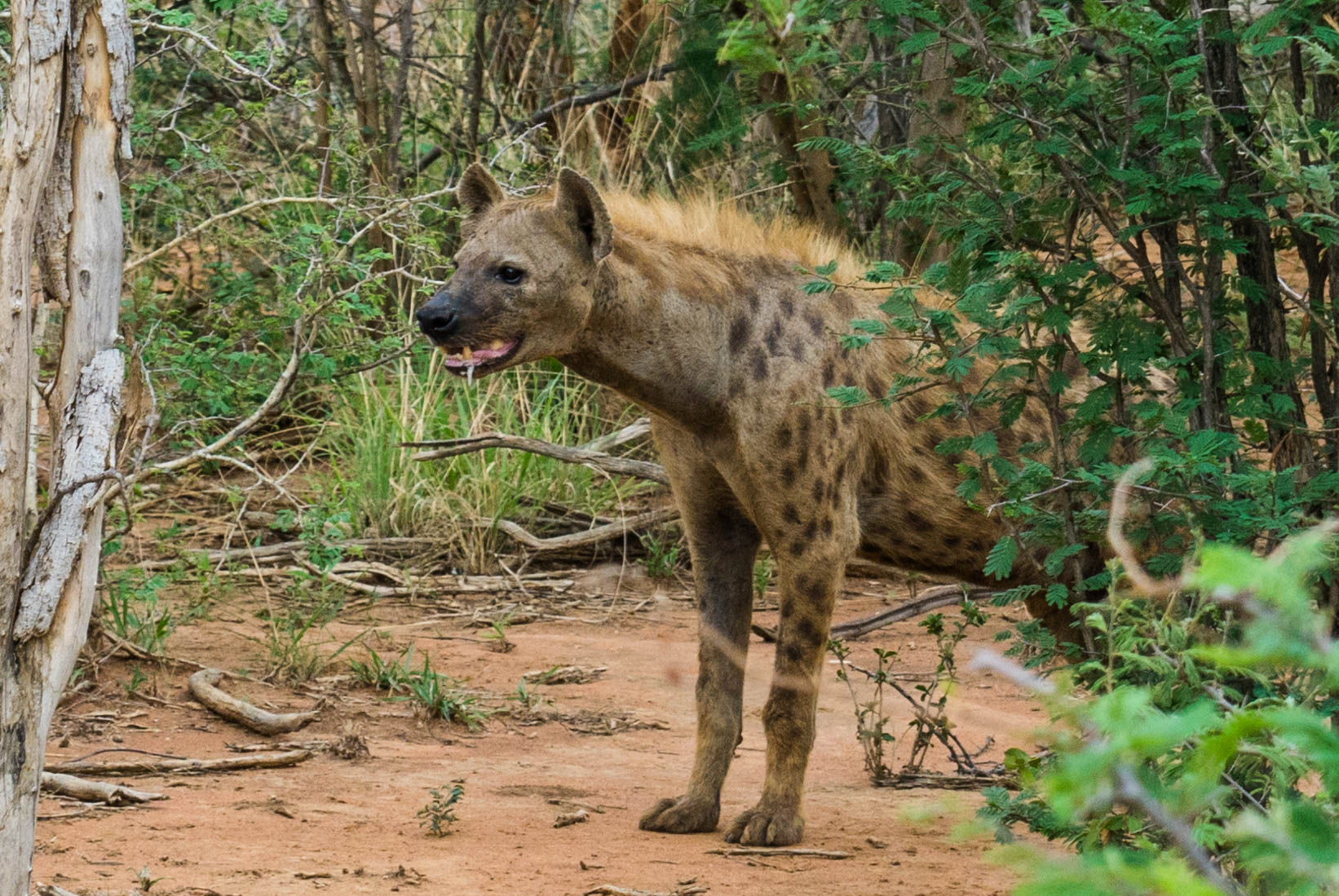south africa madikwe safari pescart hyena
