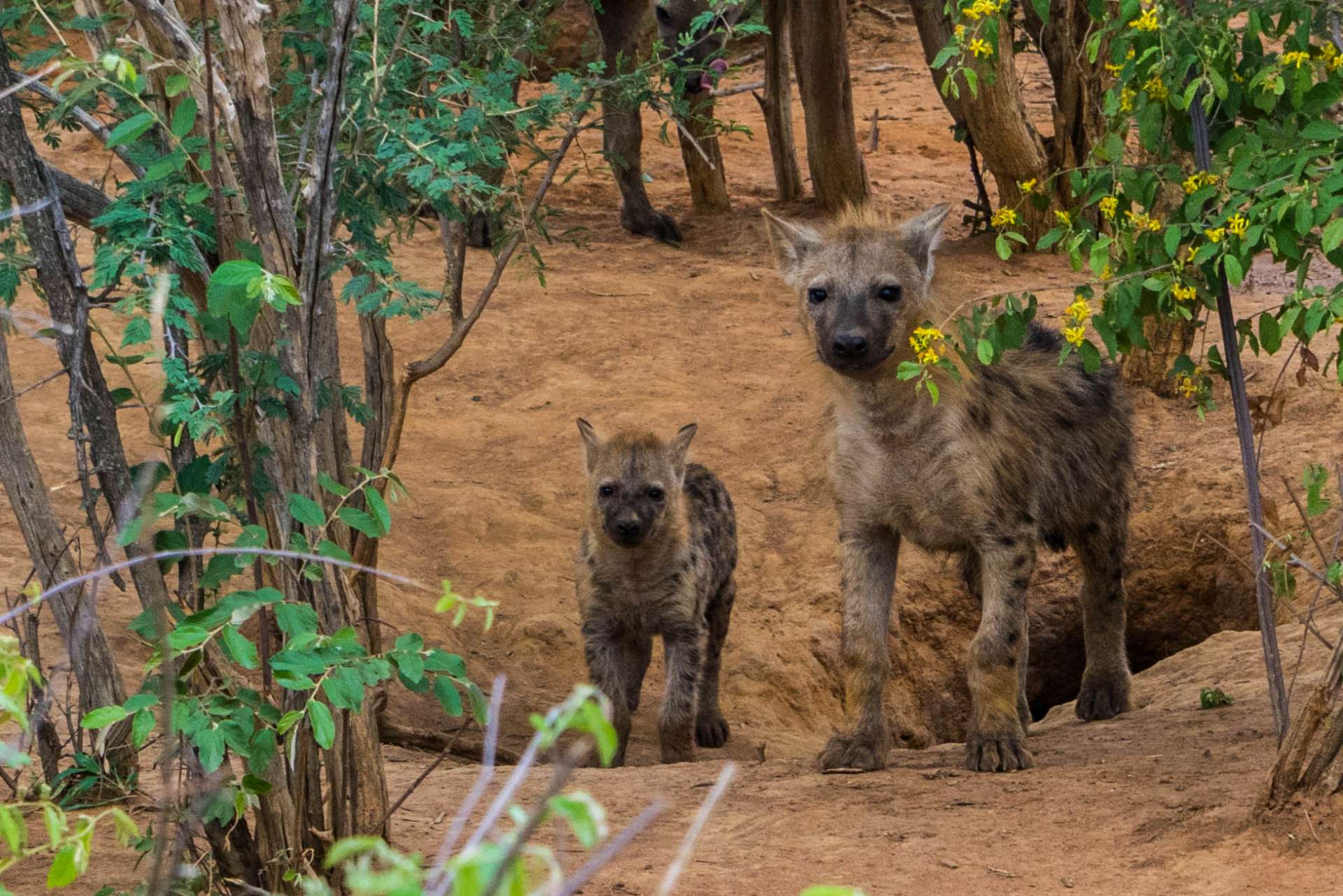 south africa safari madikwe pescart hyenas 3