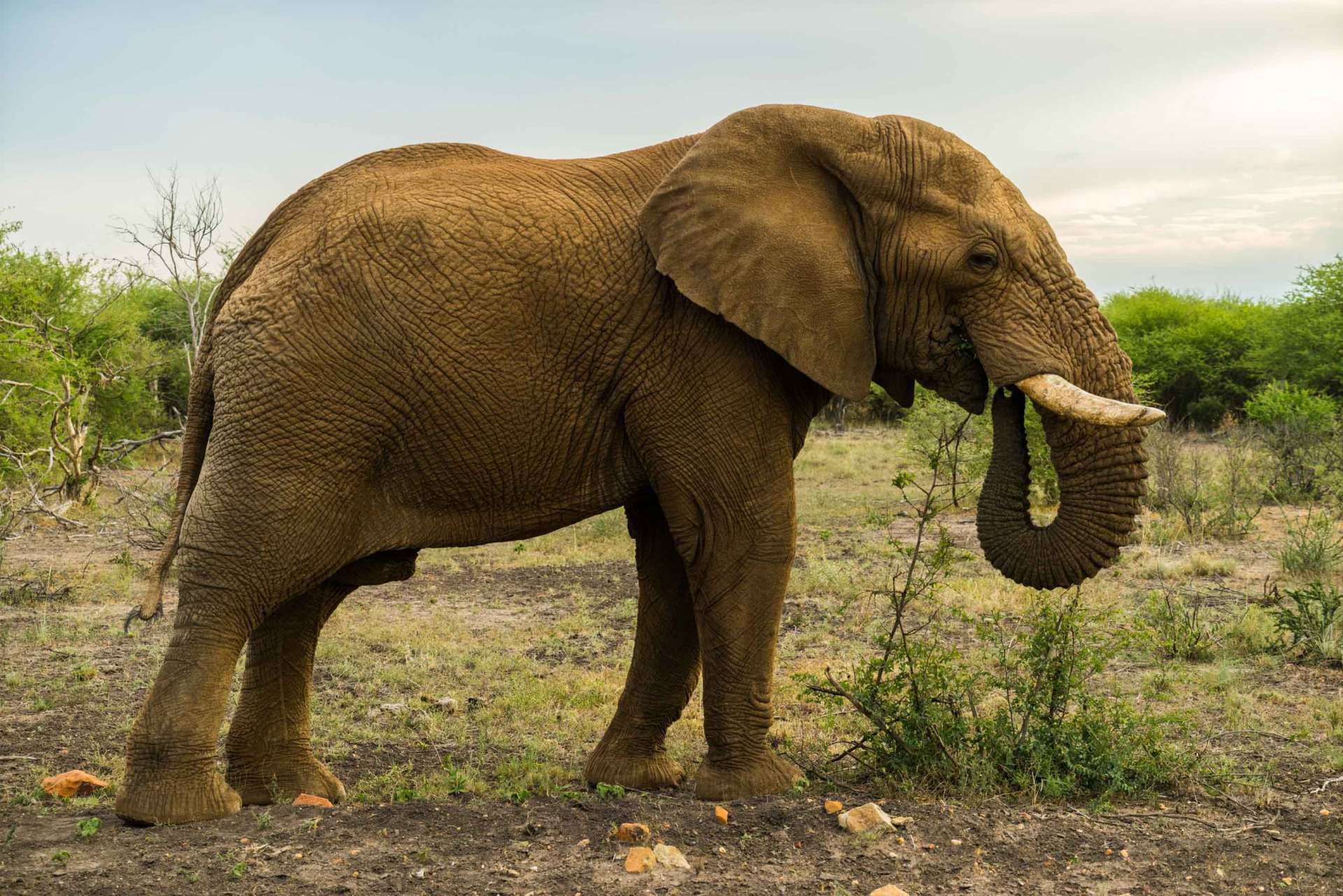 south africa safari madikwe pescart elephant