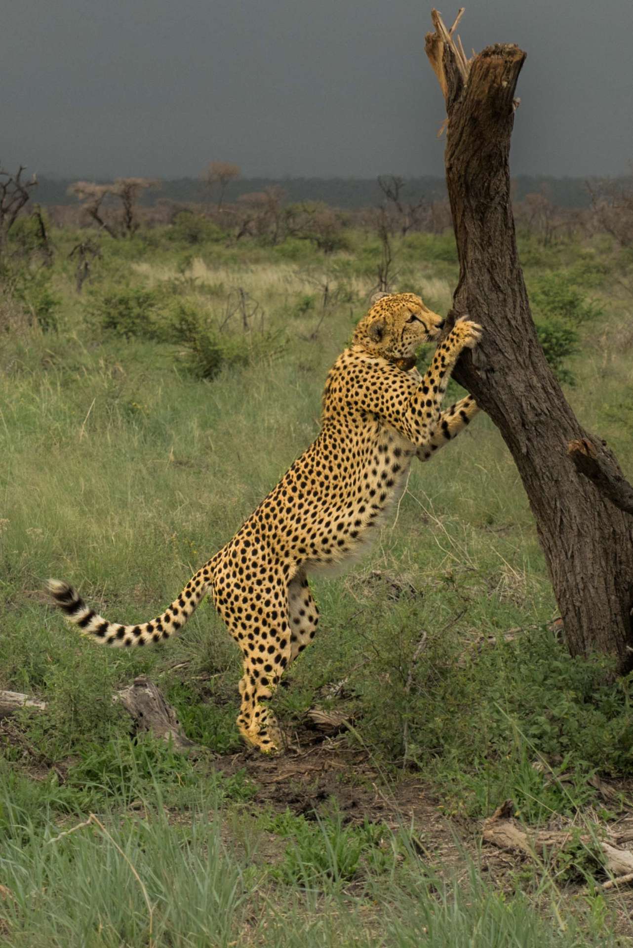 south africa safari madikwe pescart cheetah 1
