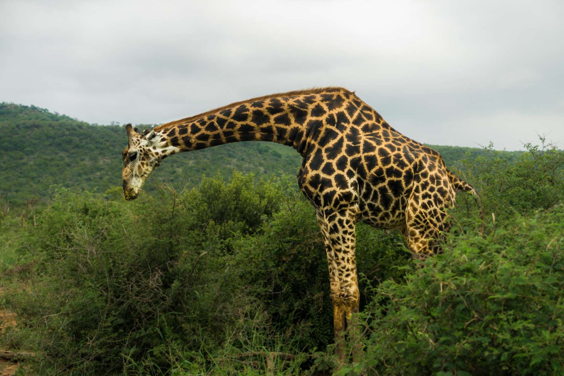south africa madikwe safari pescart giraffe 3
