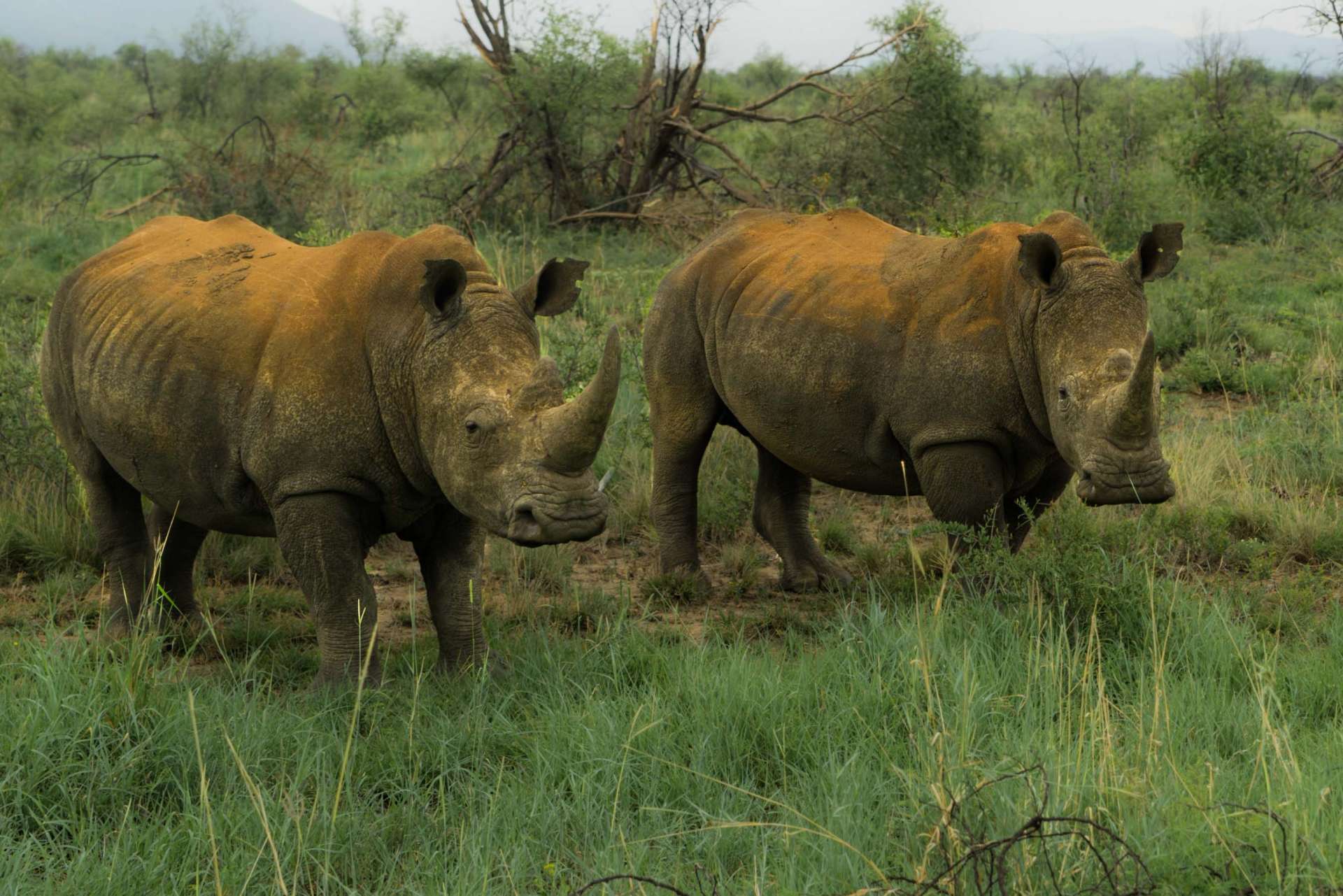south africa madikwe safari pescart rhino