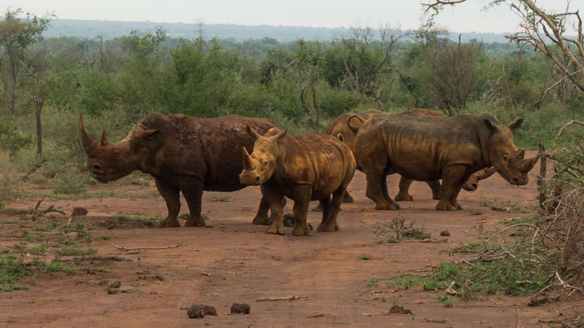 south africa madikwe safari pescart rhino family