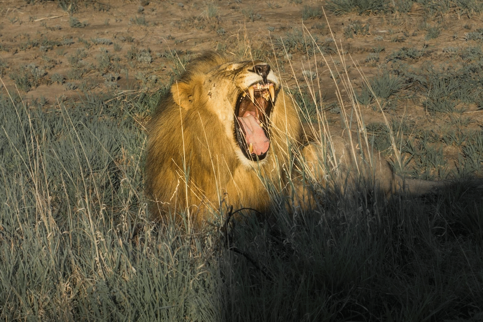 south africa madikwe safari pescart lion gif