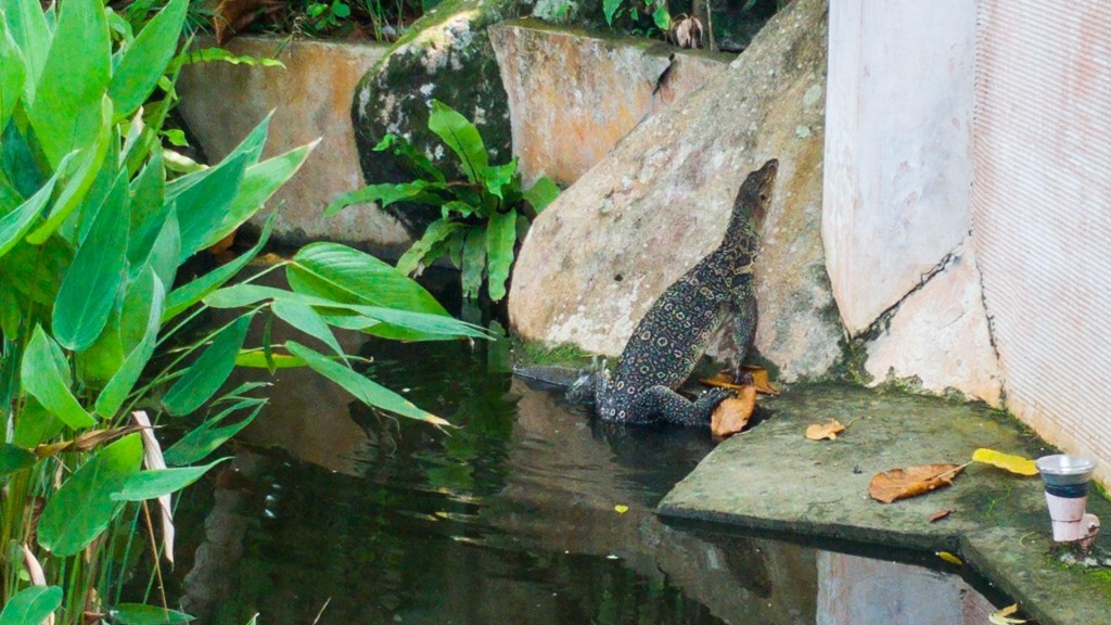 Tioman Island Malaysia Pescart Travel Photo Blog Enrico Pescantini japamala resort giant lizard 2