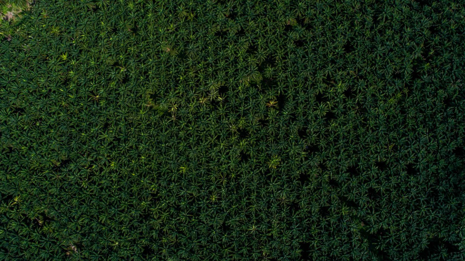 Palm Plantation Costa Rica From Above Enrico Pescantini 3