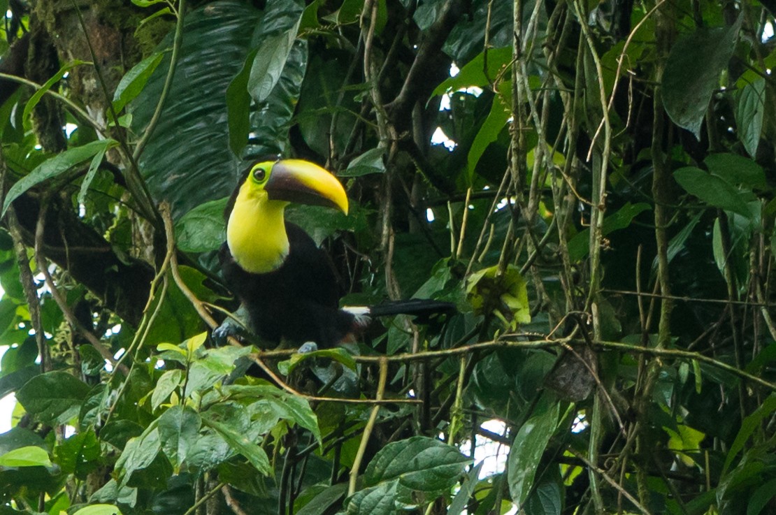 Costa Rica Enrico Pescantini PescArt toucan