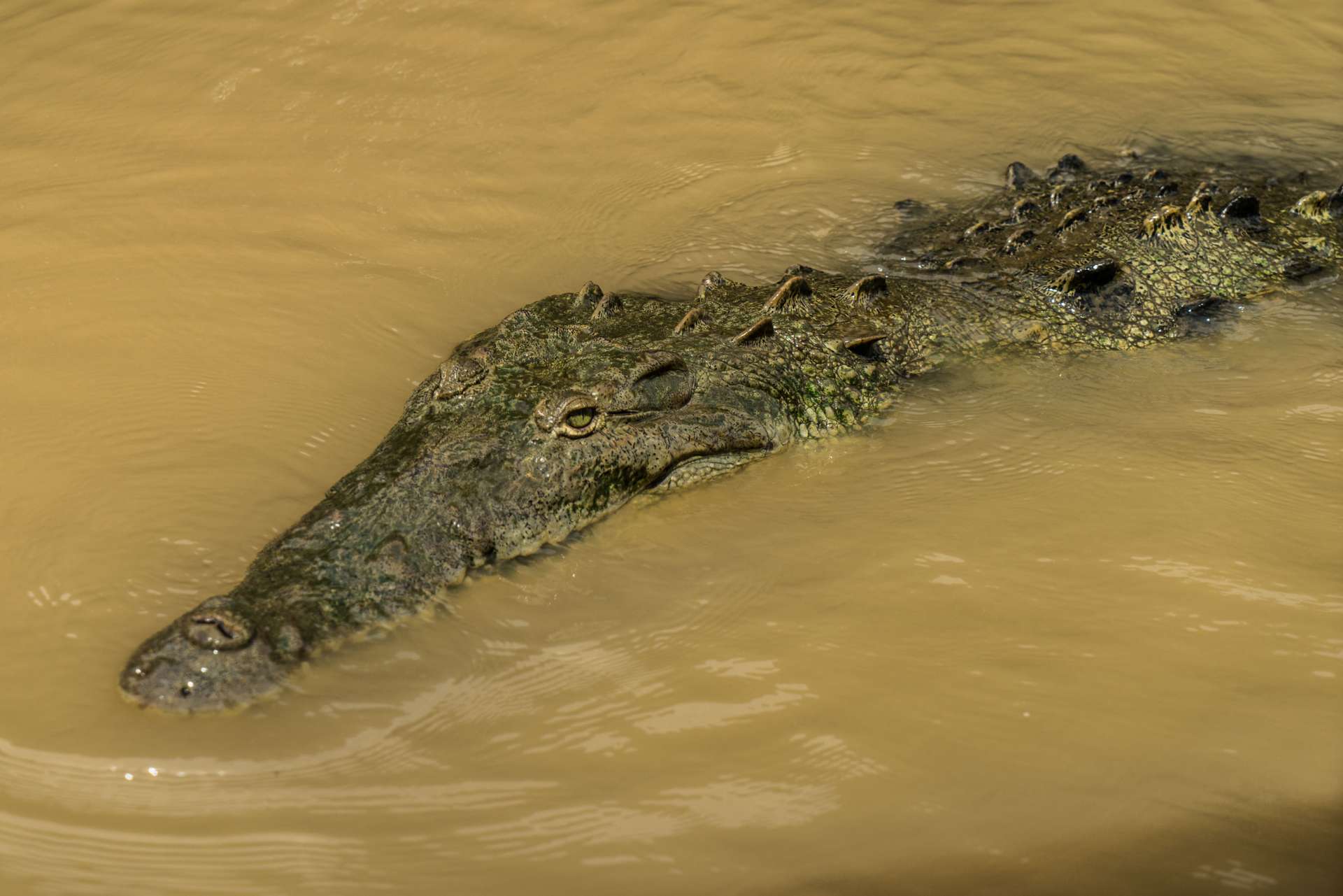 crocodile feeding rio tarcoles costa rica 5