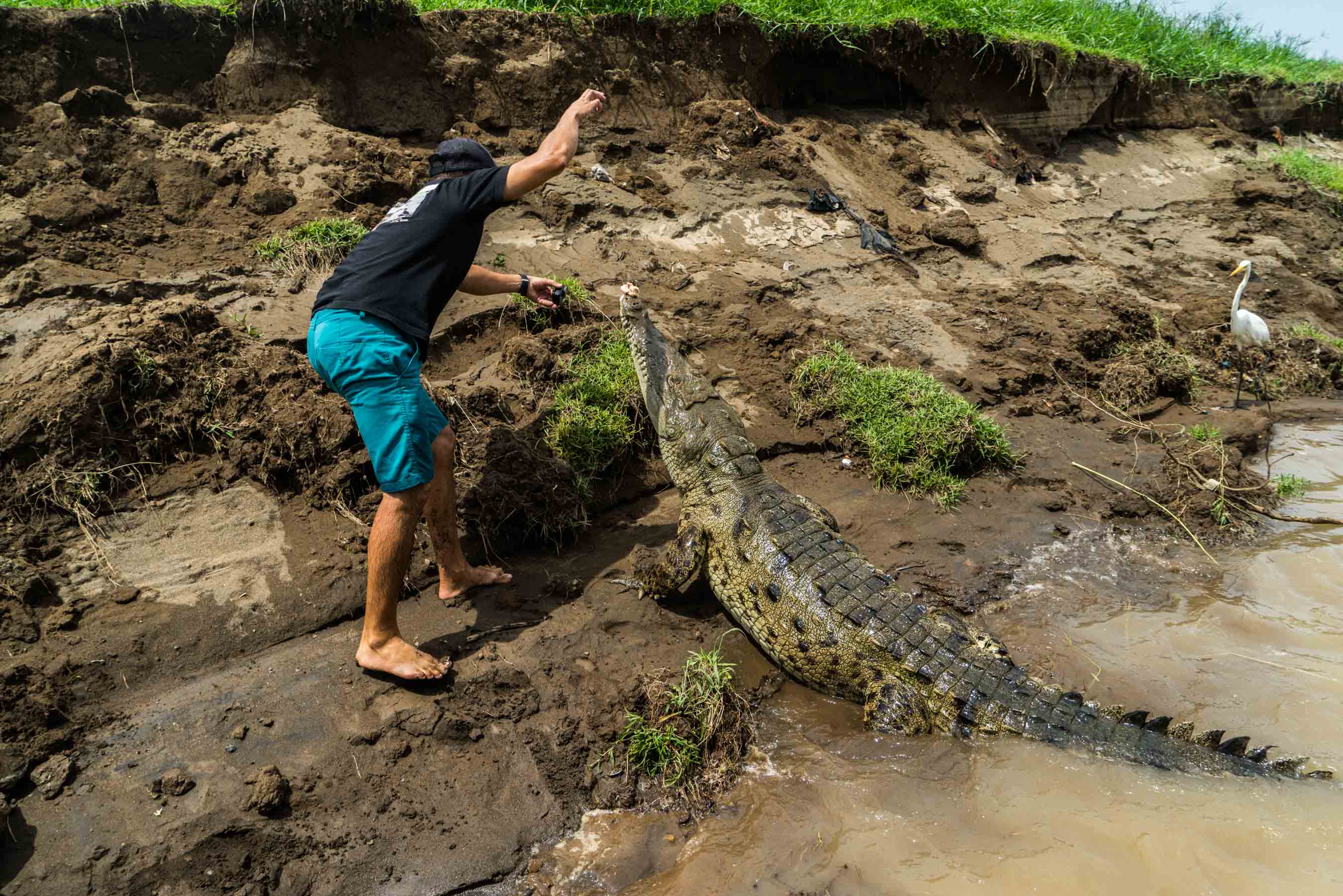 crocodile feeding rio tarcoles costa rica 3