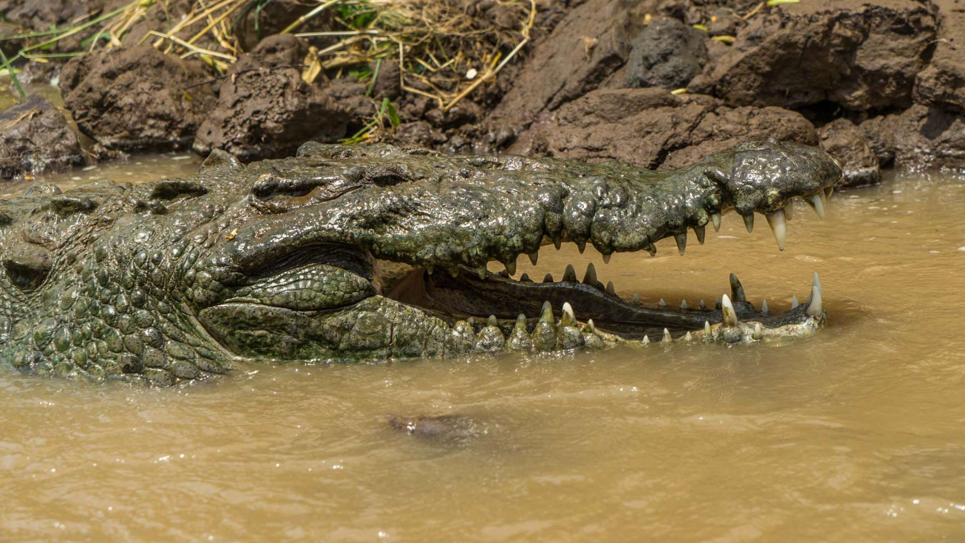 crocodile feeding rio tarcoles costa rica