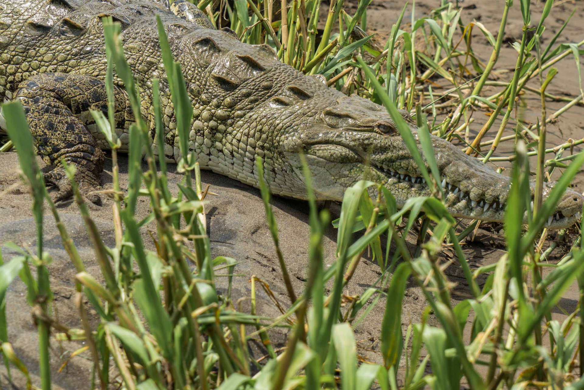 crocodile feeding rio tarcoles costa rica 4