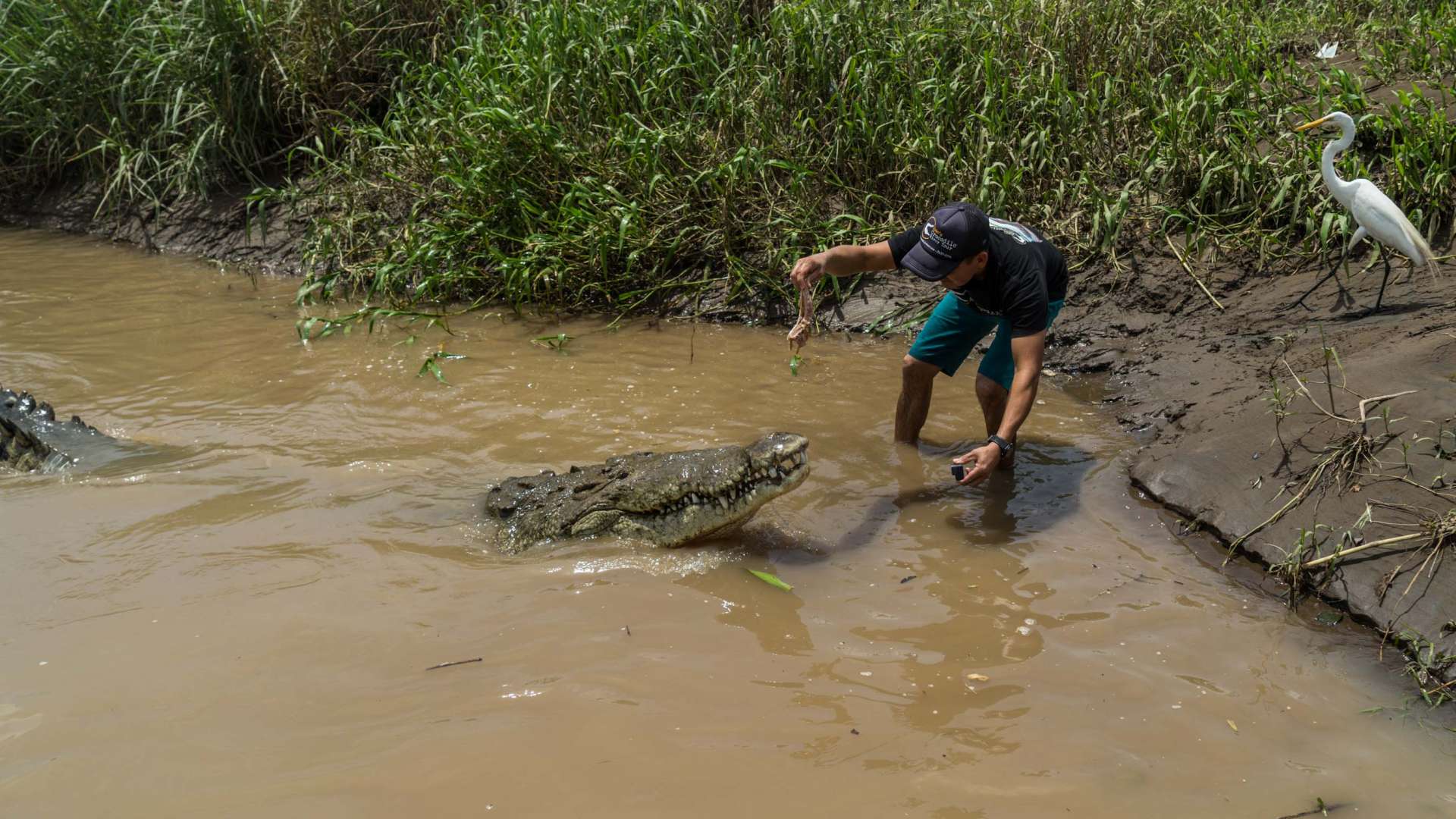 crocodile feeding rio tarcoles costa rica 2