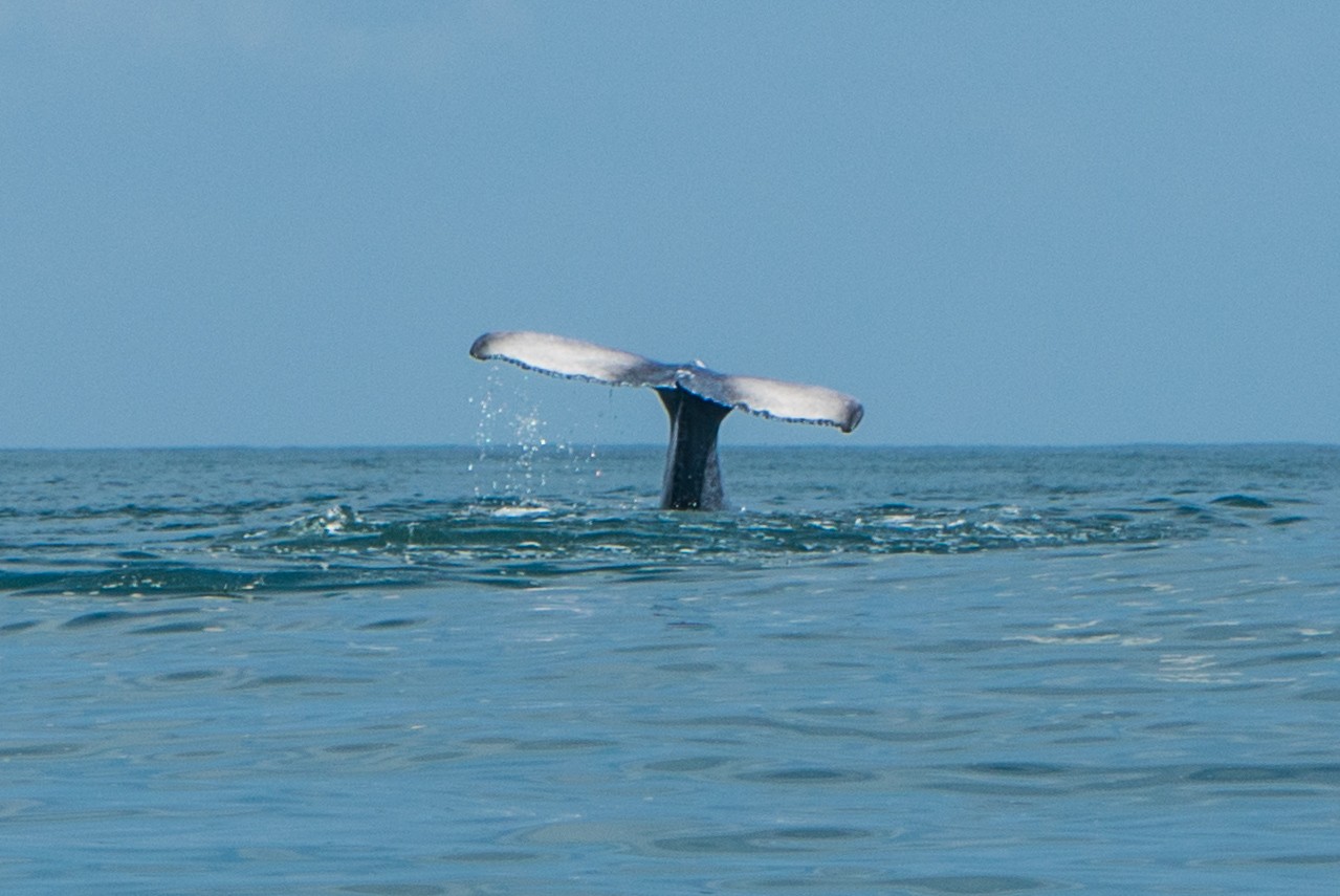 marina ballena whale watching costa rica enrico pescantini